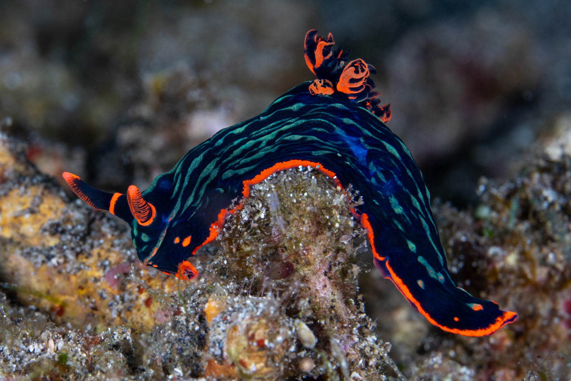 Nembrotha kubayana, feeding