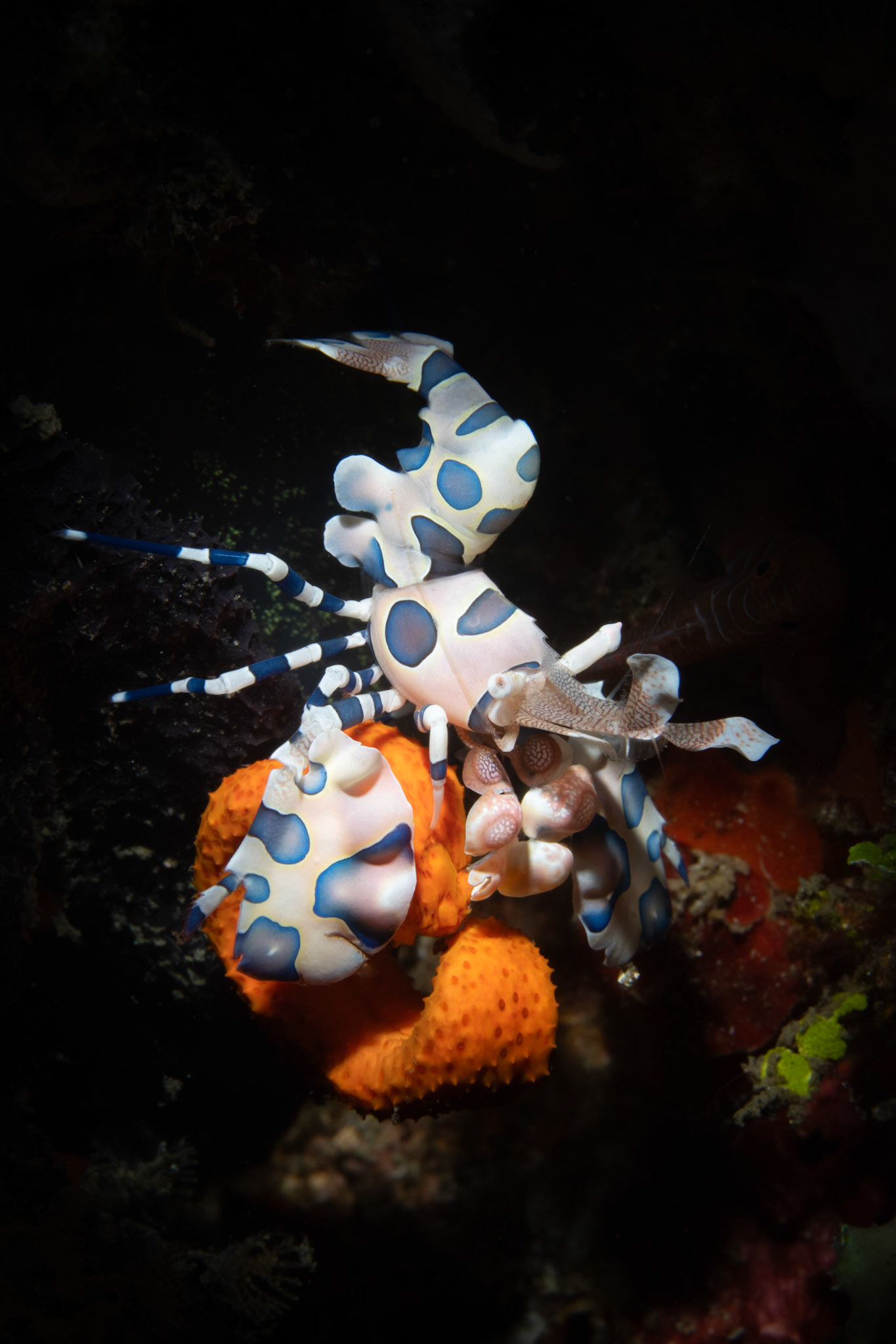 Harlequin shrimp feasting on starfish arm
