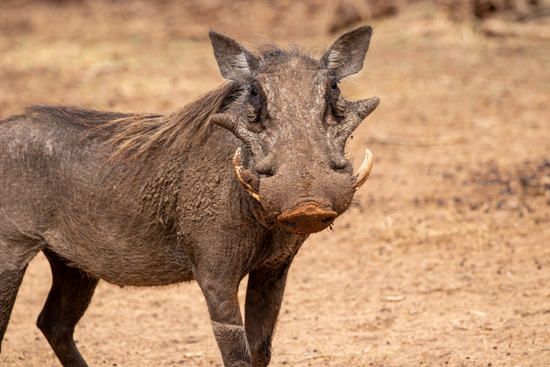 Warthog