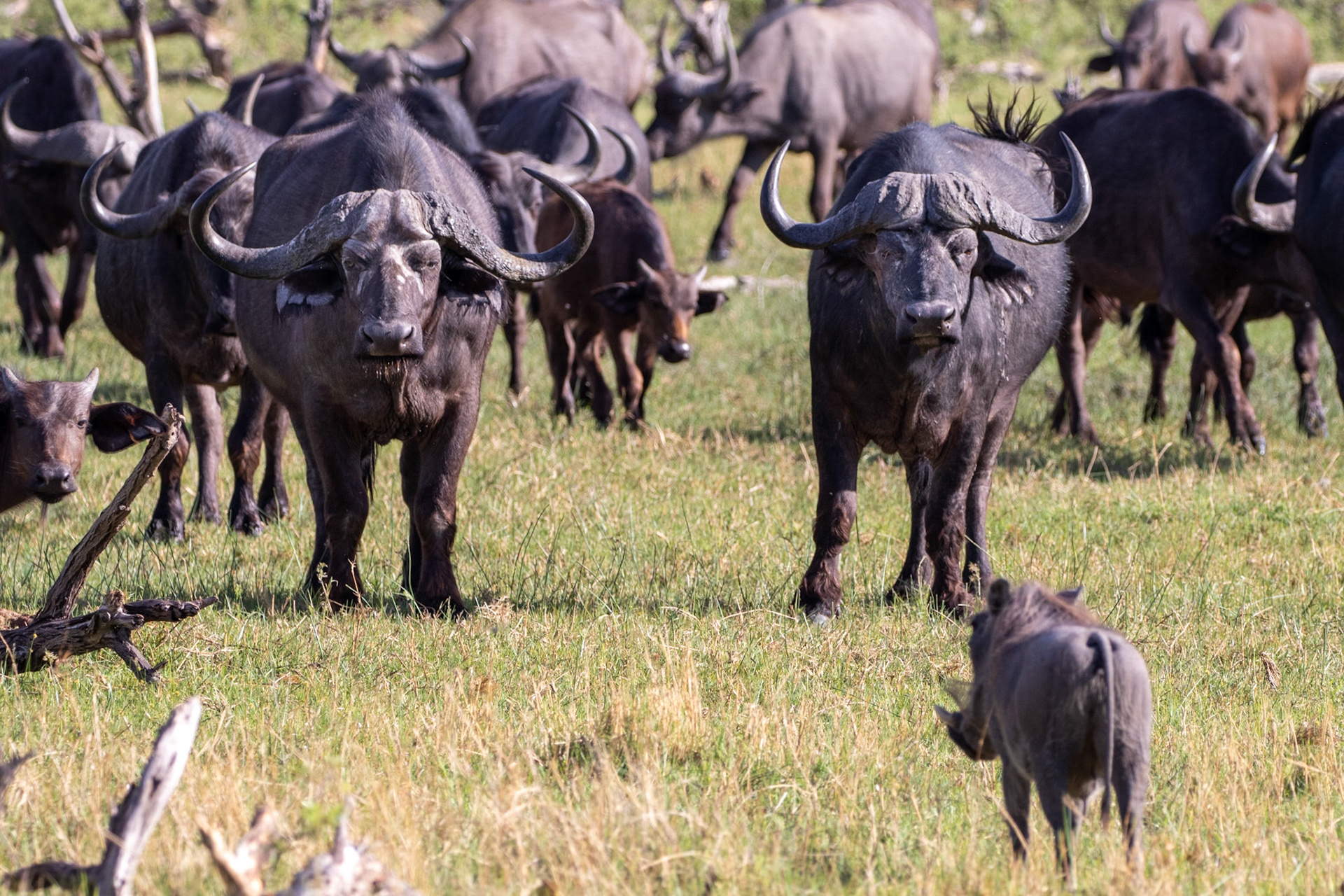Water Buffalo facing off with Warthog