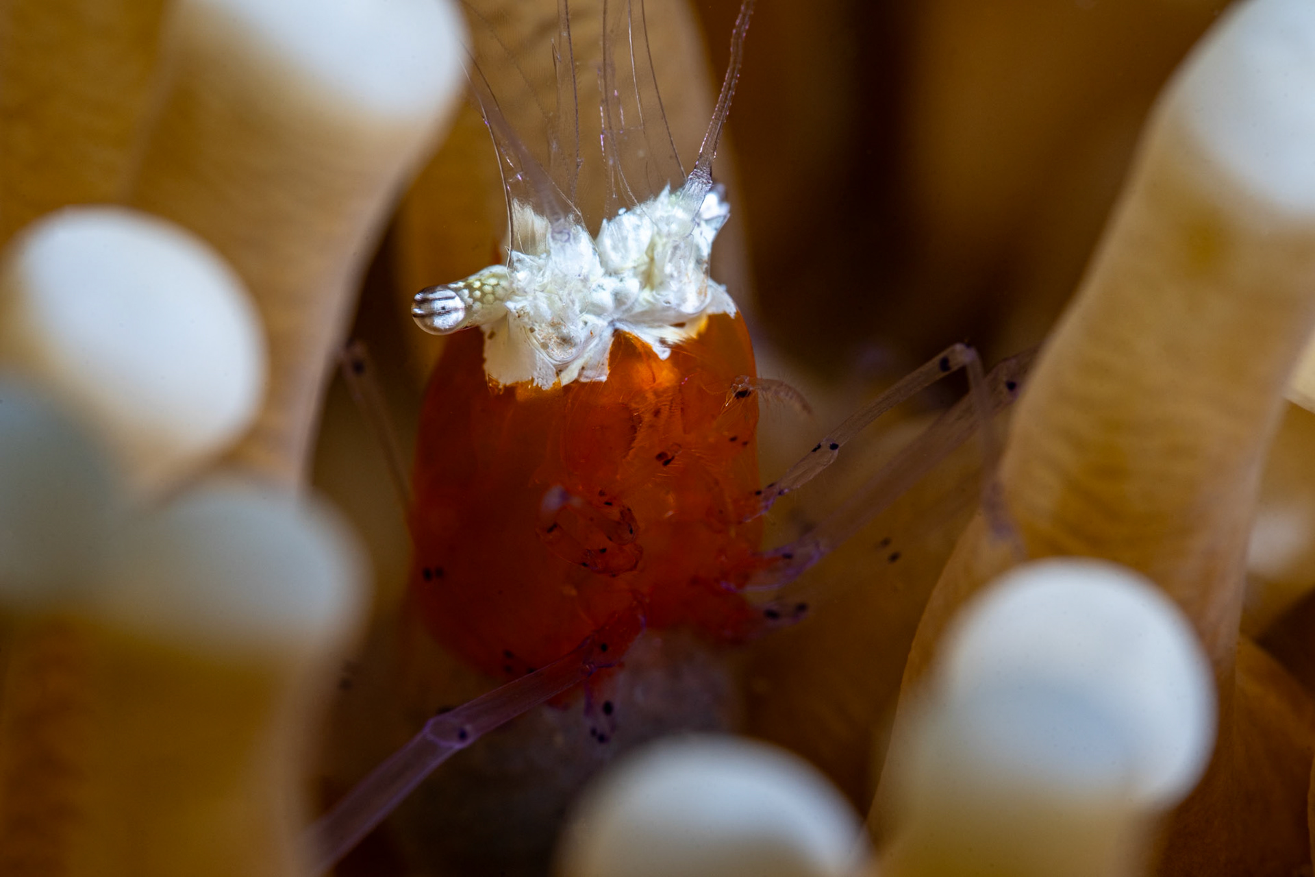 Mushroom Coral Shrimp