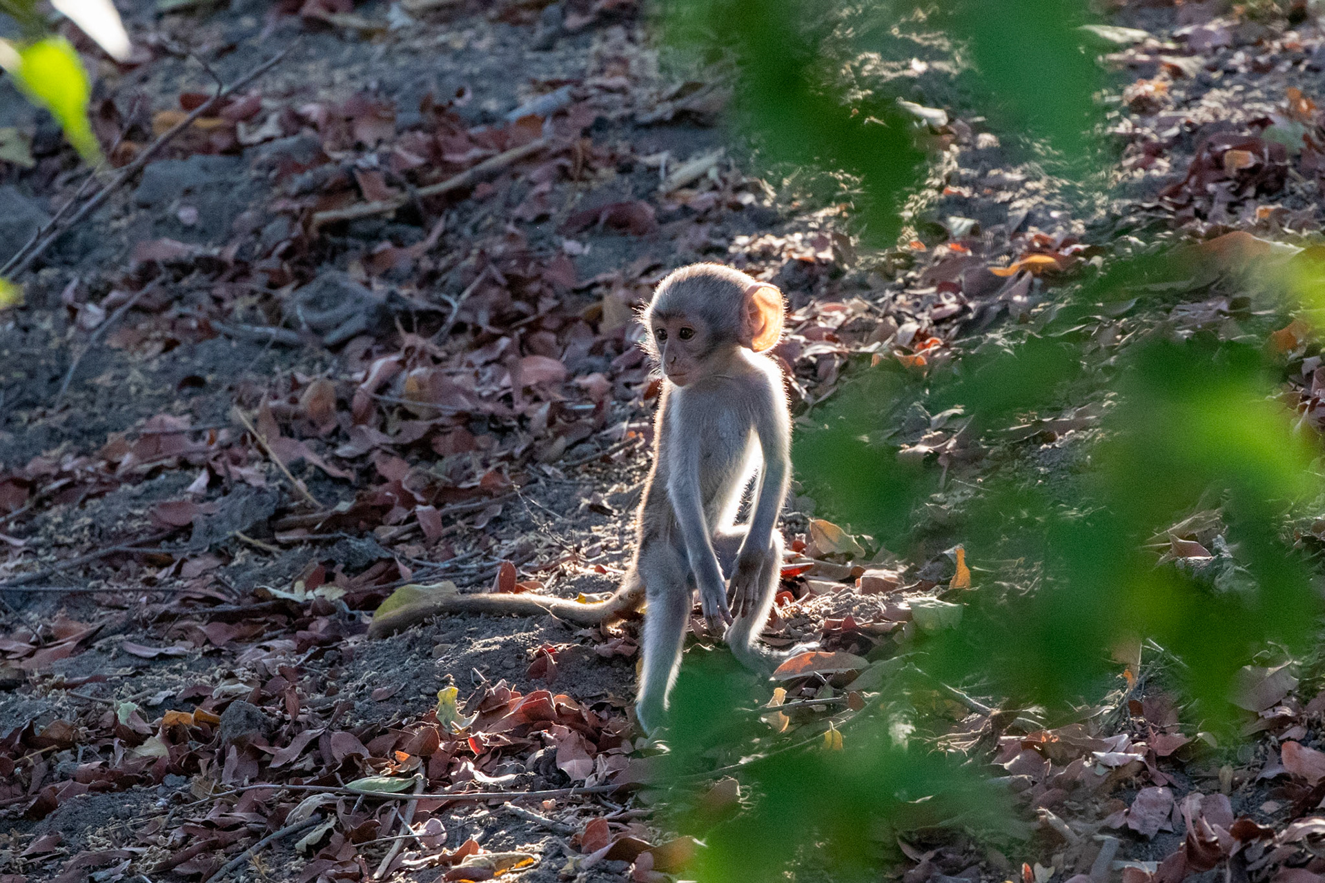Baby Baboon