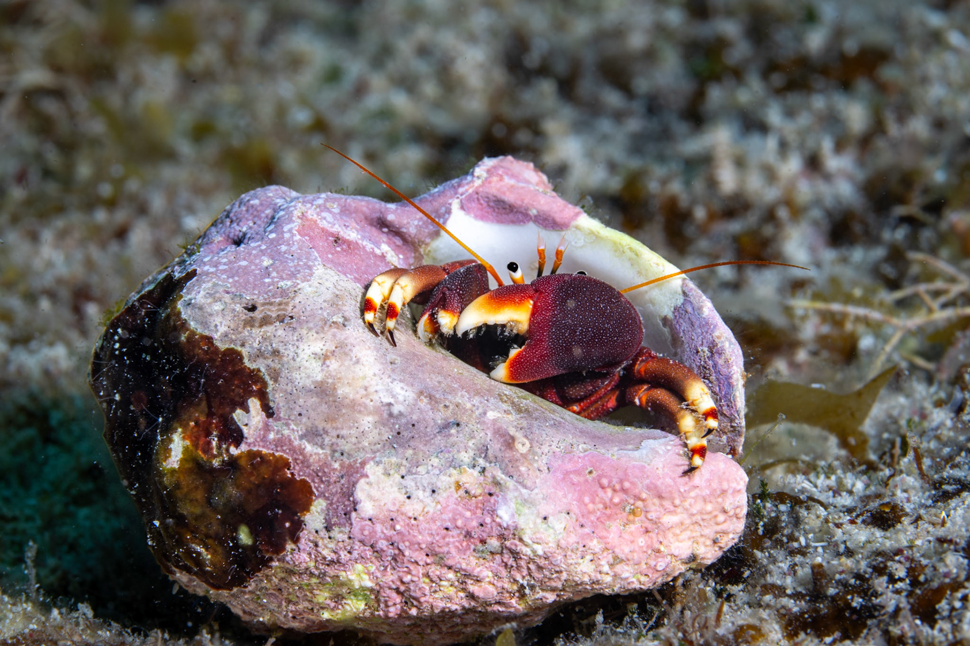 Hermit crab peeking out of its shell