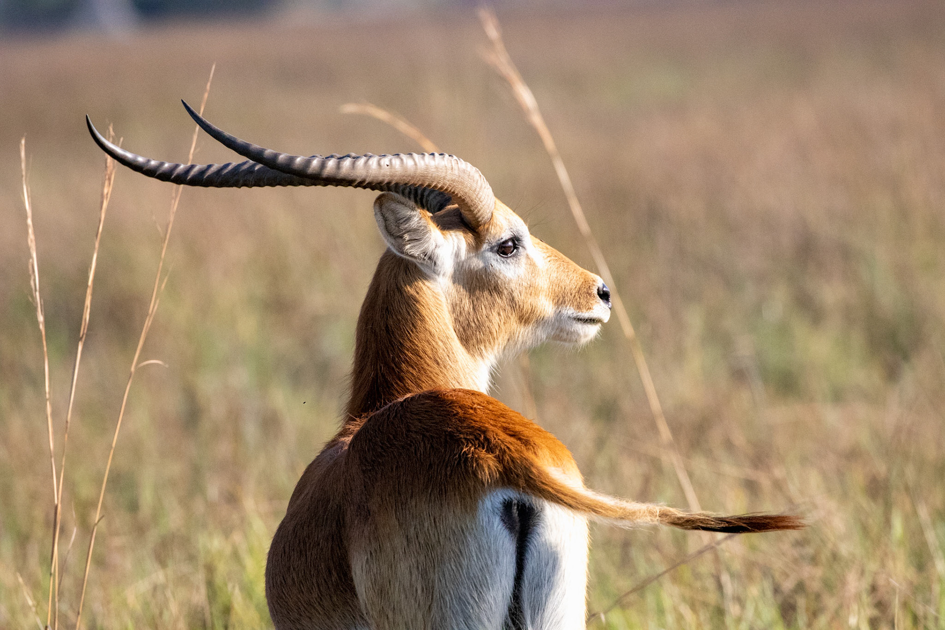 Impala