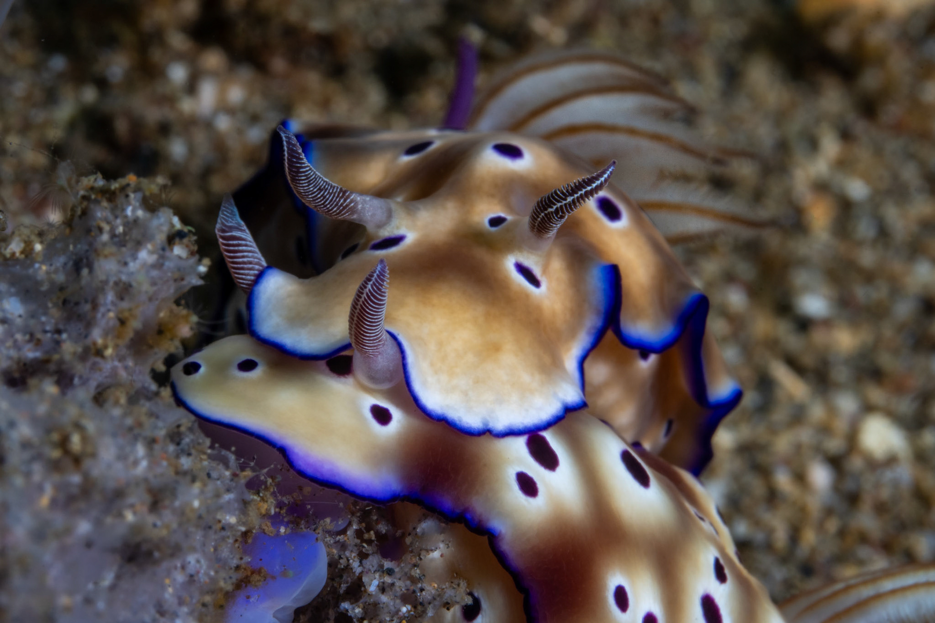 Chromodoris Leoparda