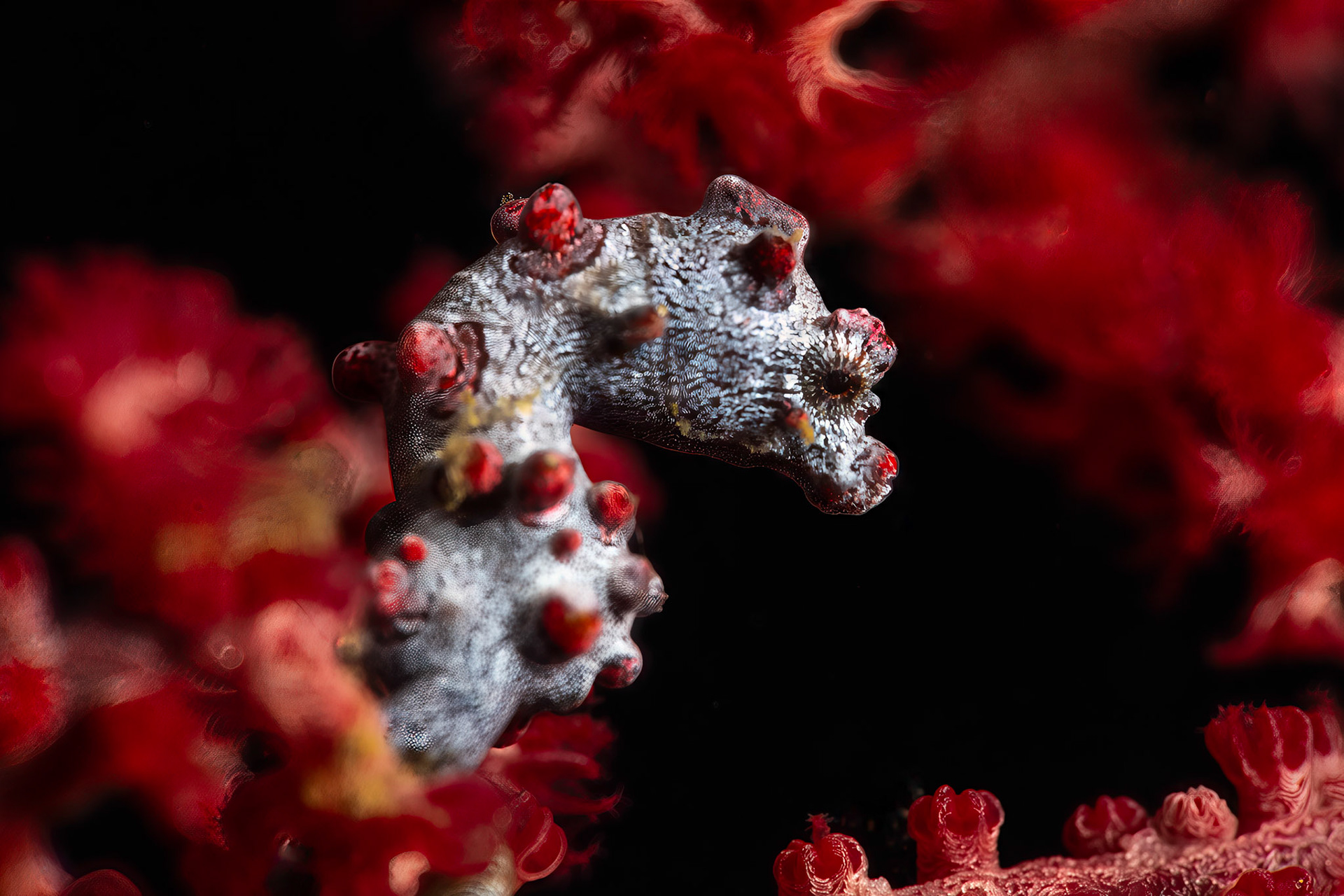 Bargibant’s Pygmy Seahorse