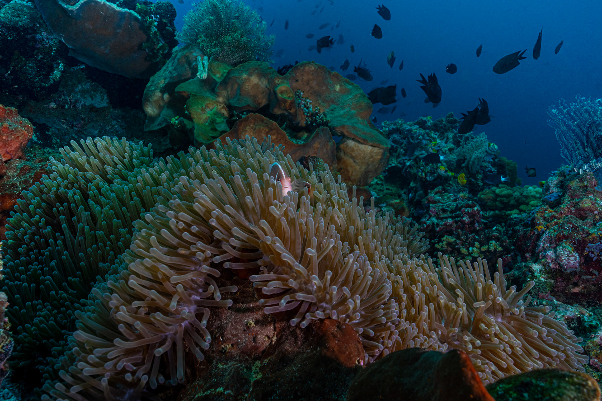 Pink Anemonefish
