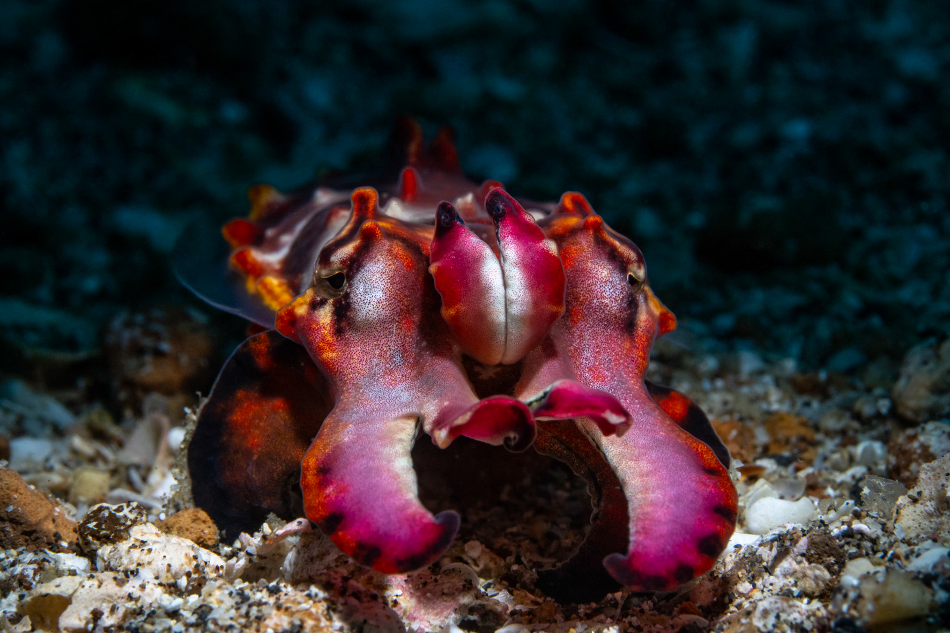Flambuoyant Cuttlefish