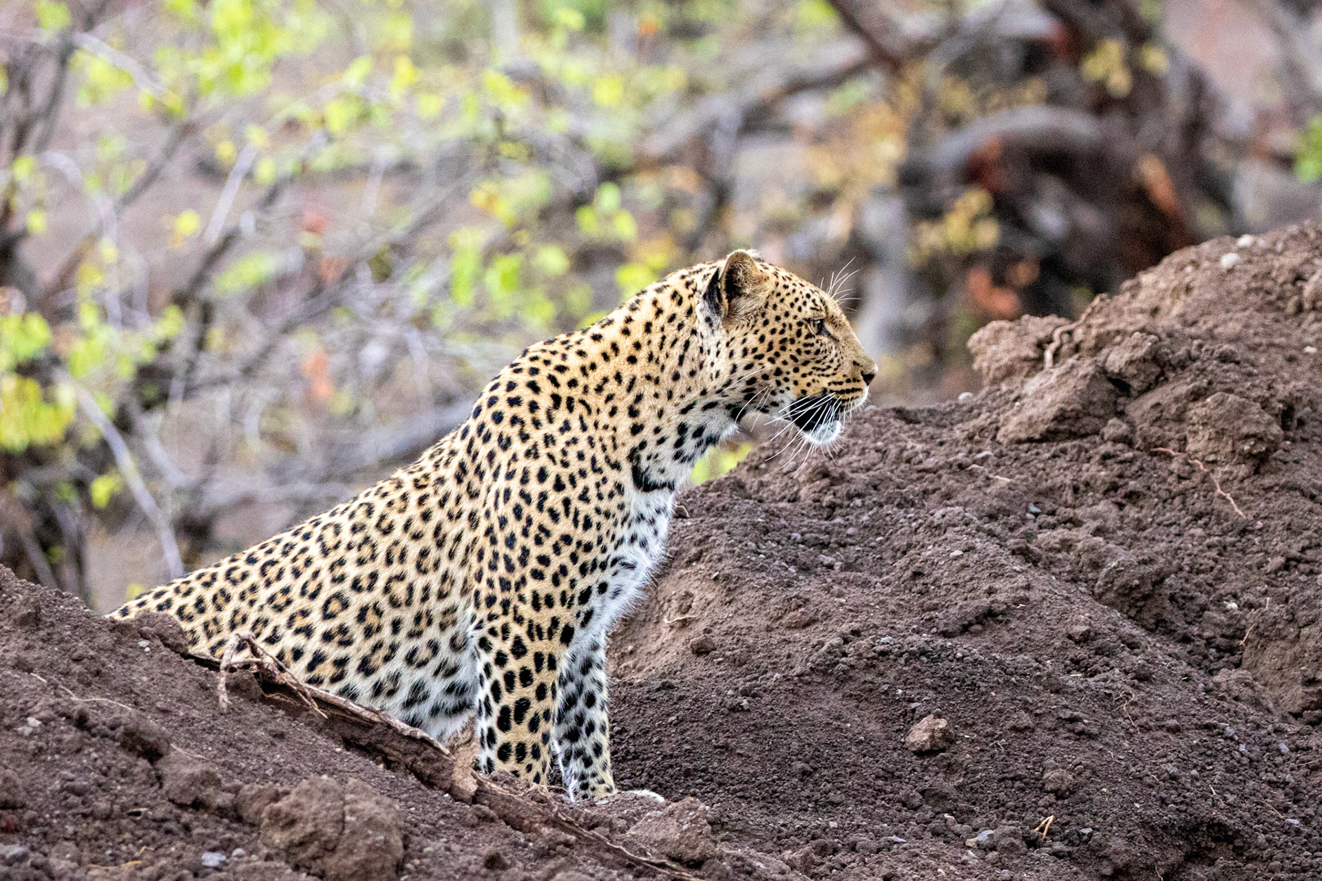 Leopard