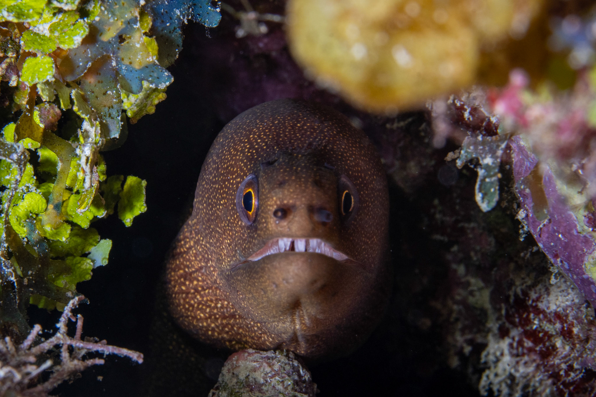 Brown-spotted moray eel on night dive