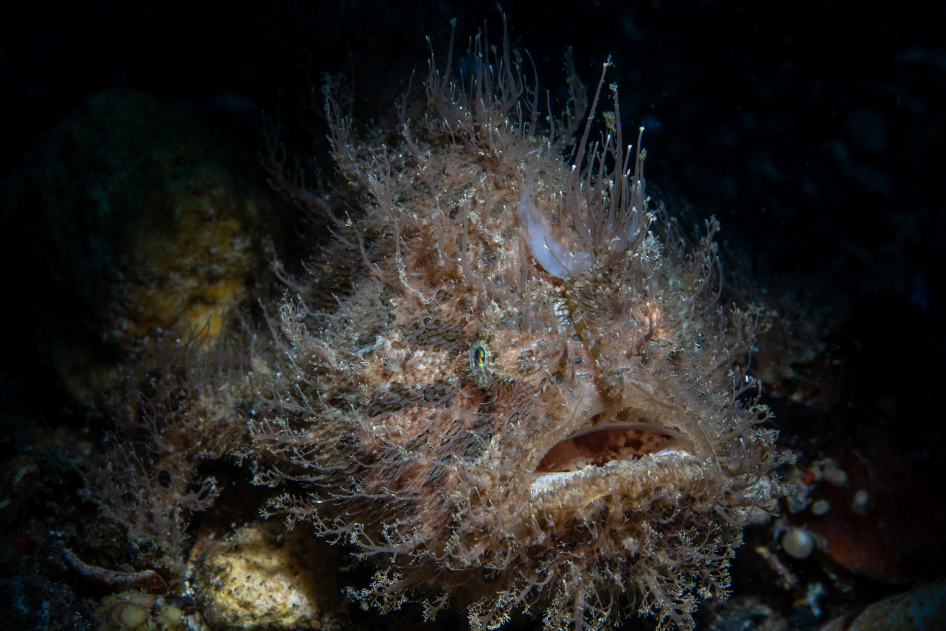 Hairy Frogfish