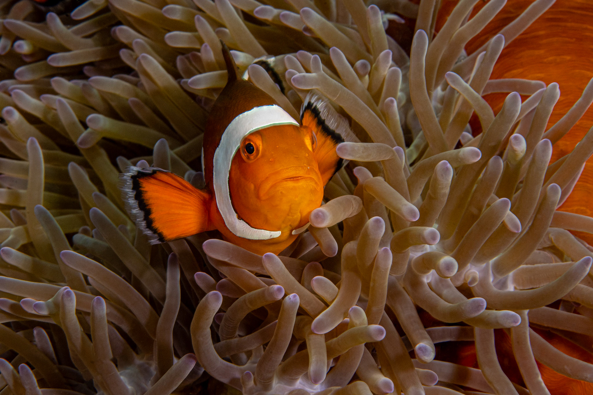 Tomato Anemonefish or Clownfish (Amphiprion frenatus)