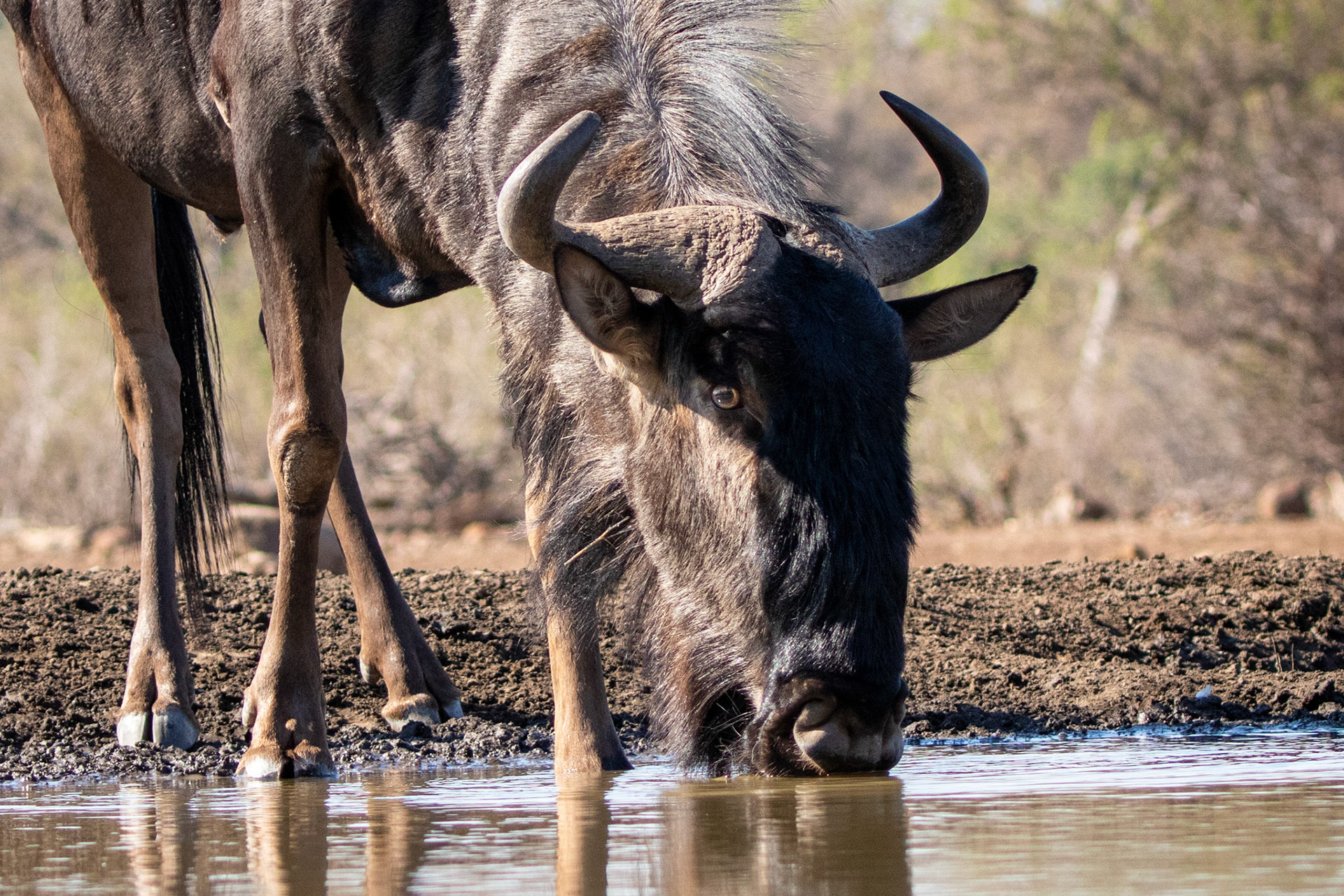 Wildebeest