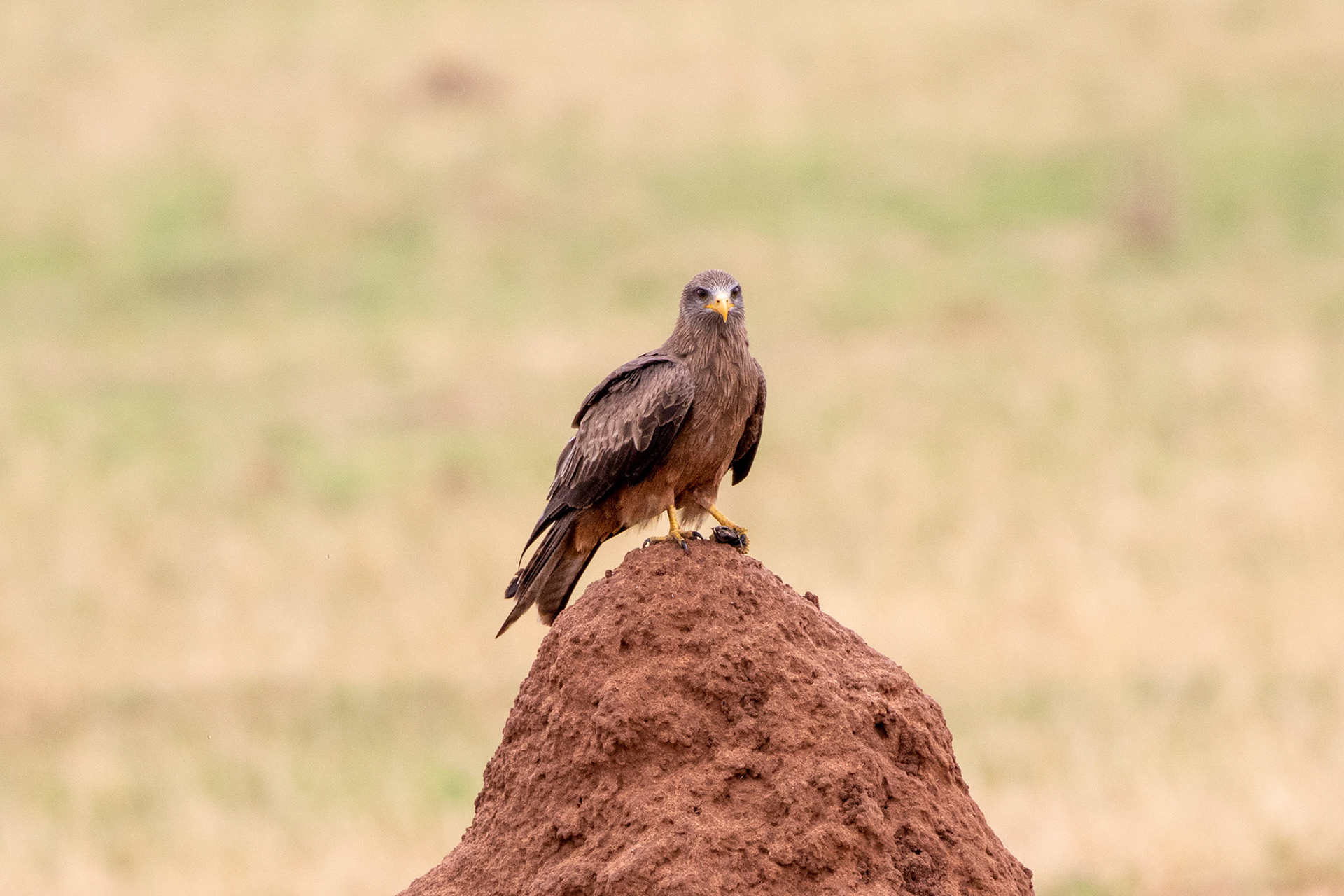 Yellow Billed Kite