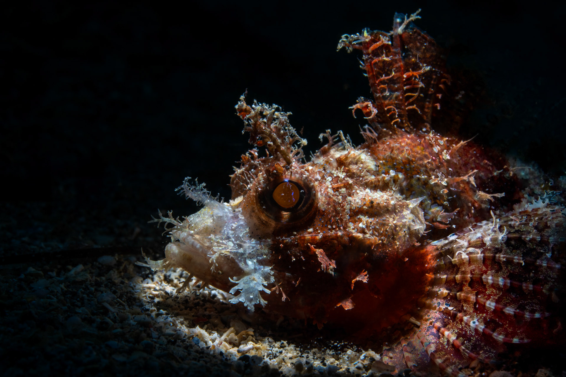 Scorpionfish