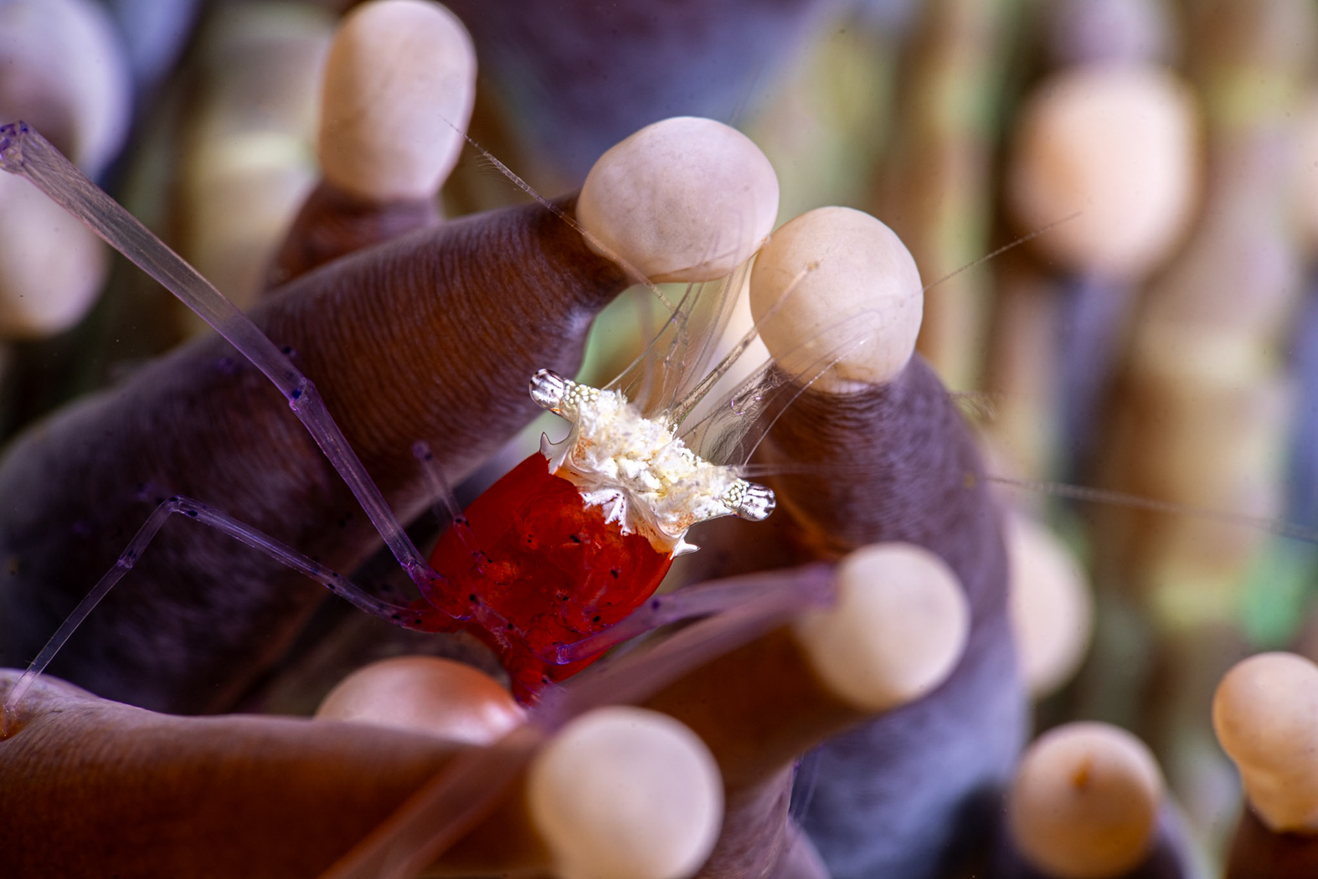 Mushroom Coral Shrimp