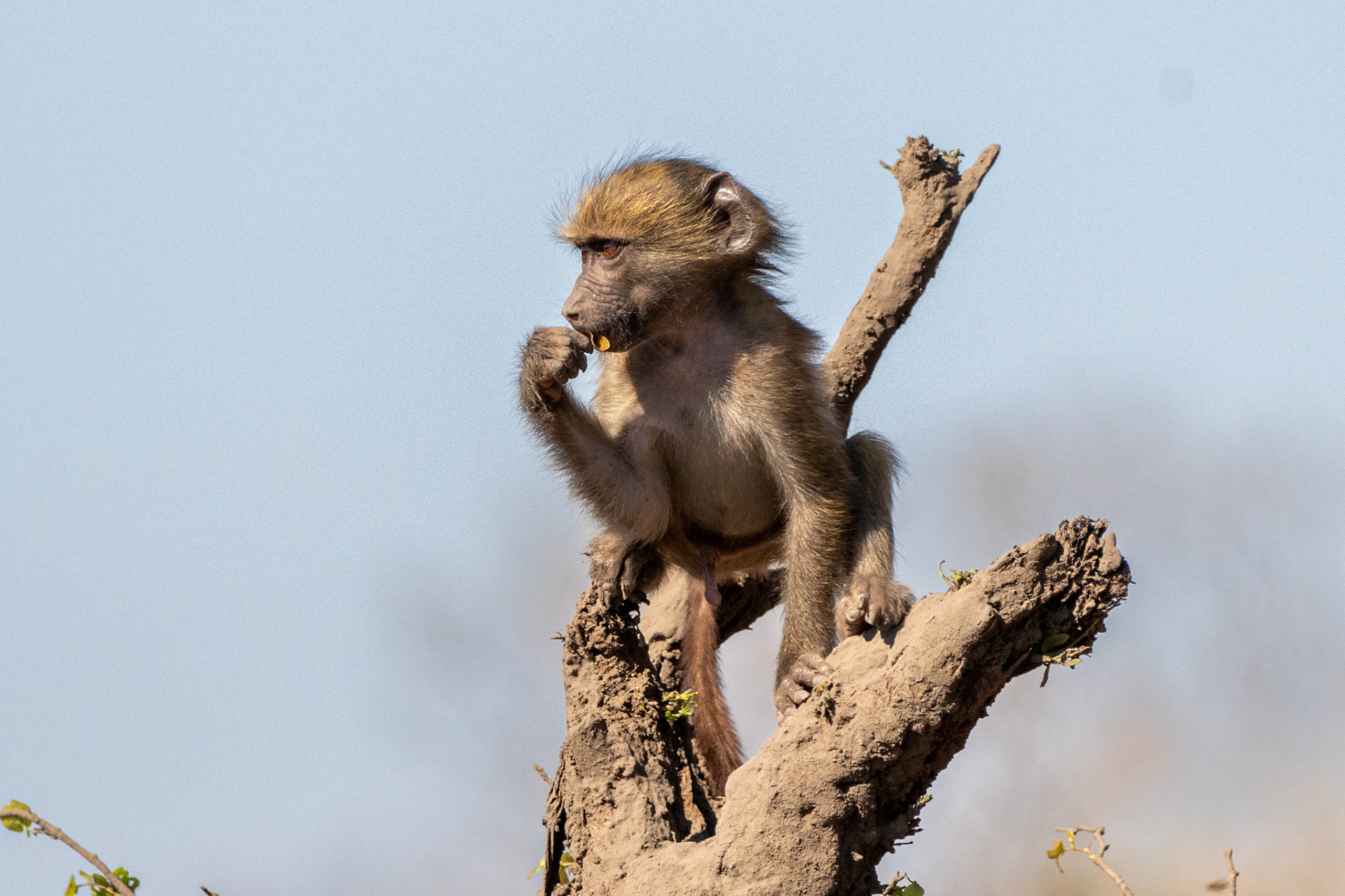 Baboon