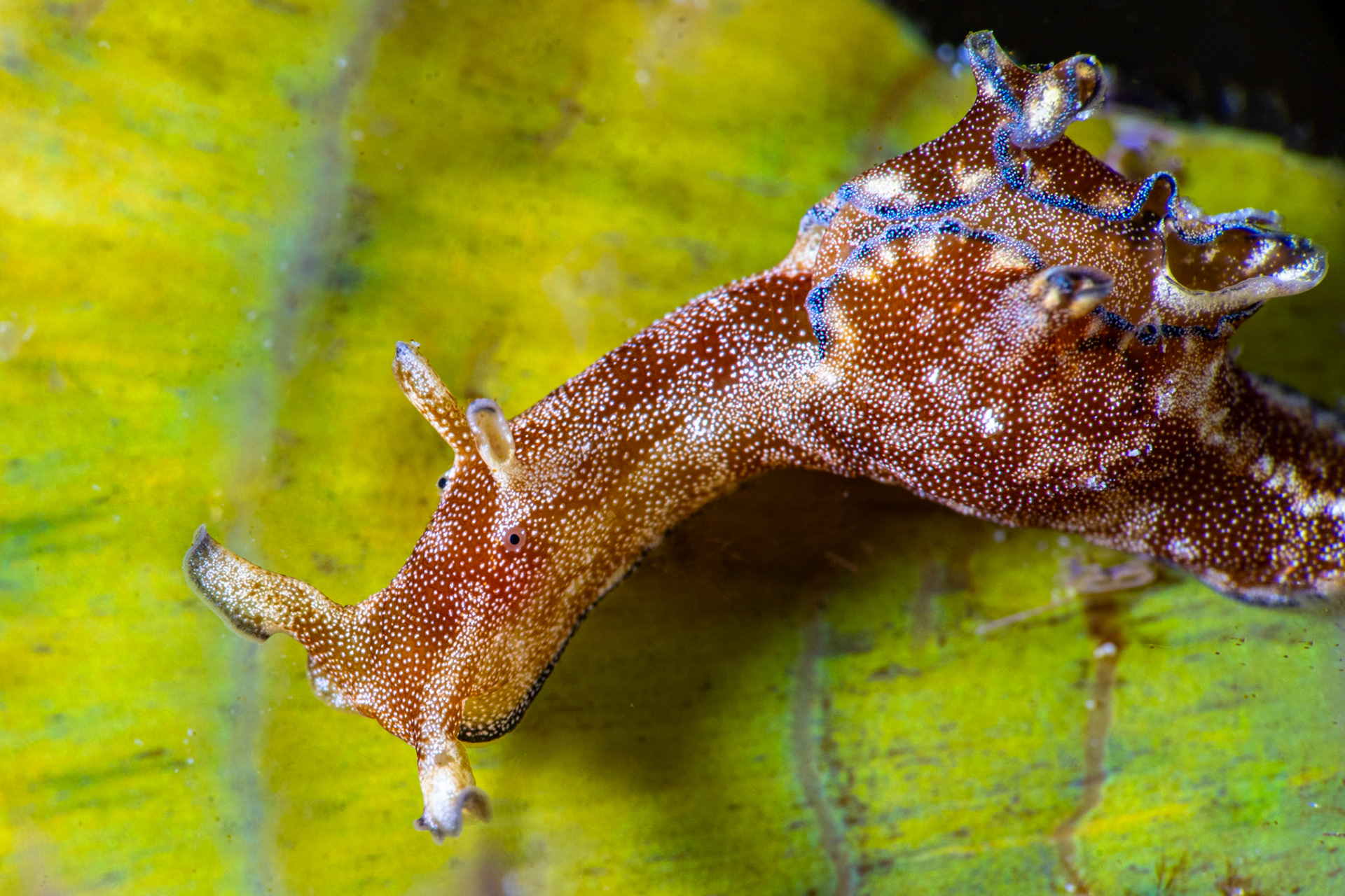 Freckled Sea Hare, Aplysia parvula