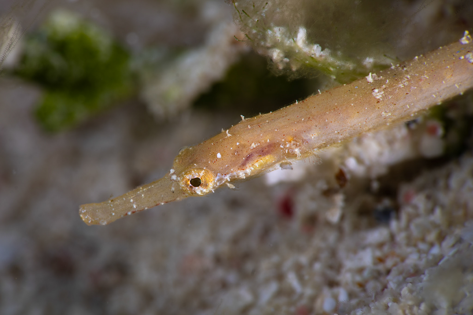 Pipefish