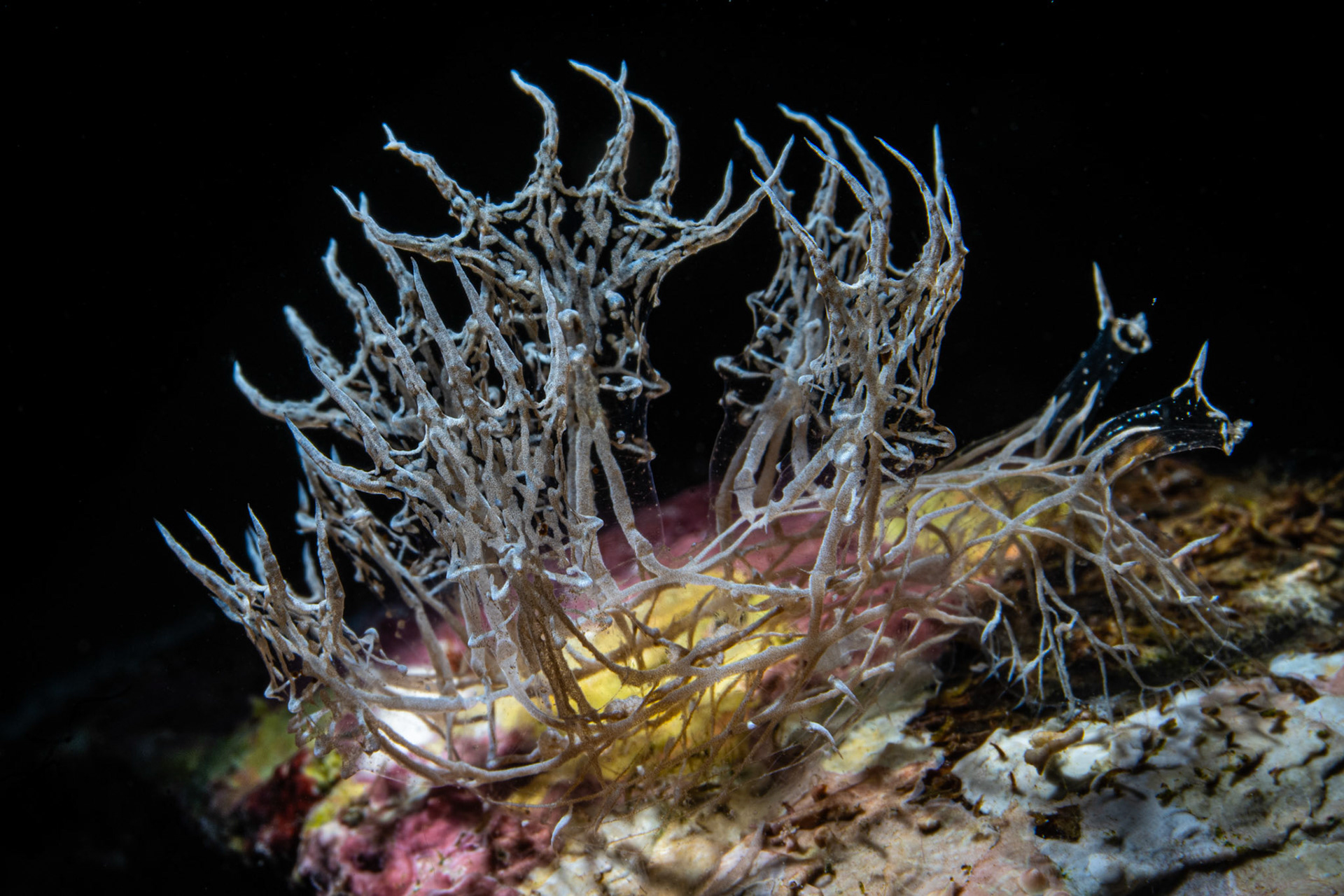 Ghost Nudibranch (Melibe colemani )