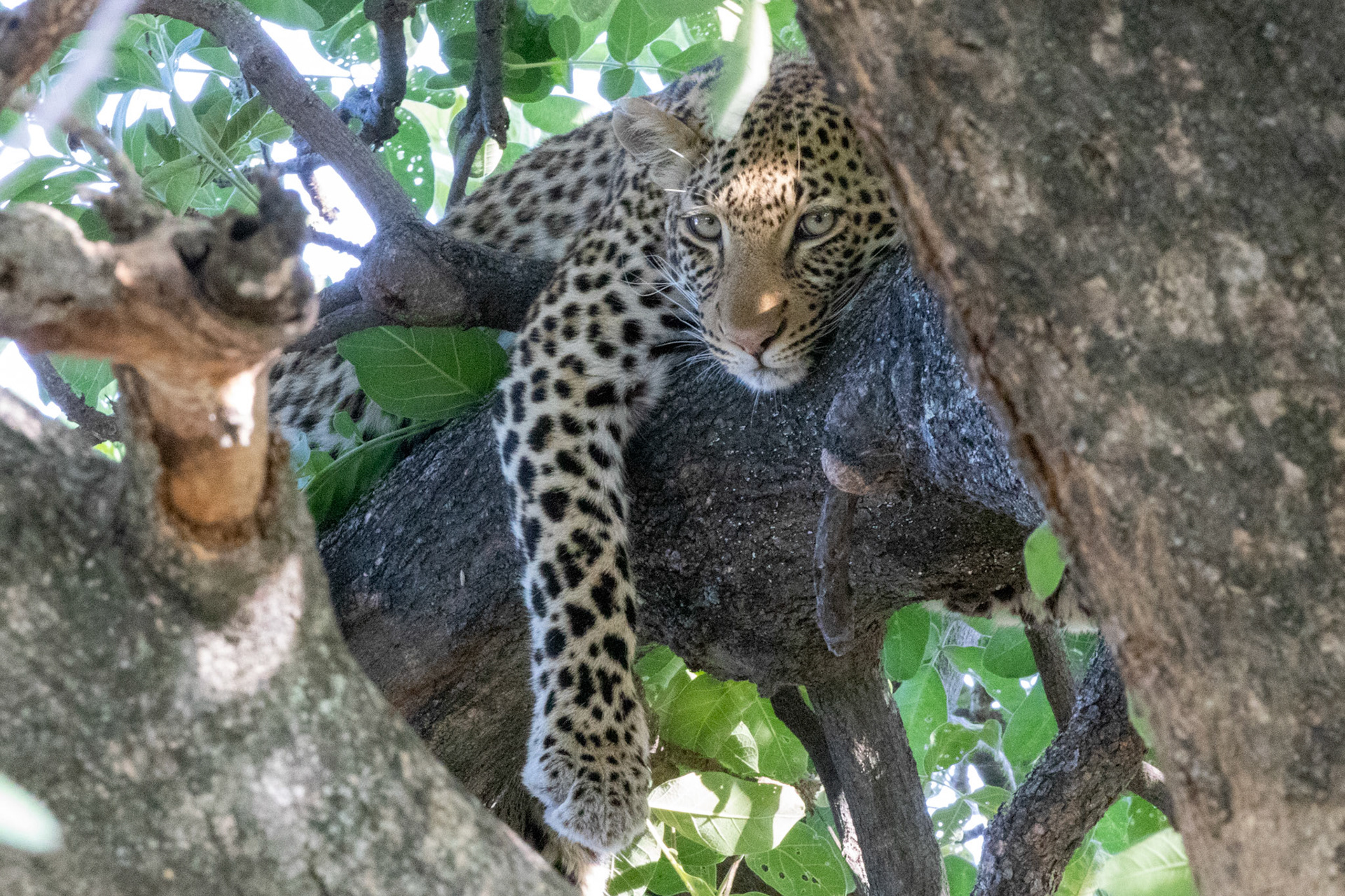 Leopard