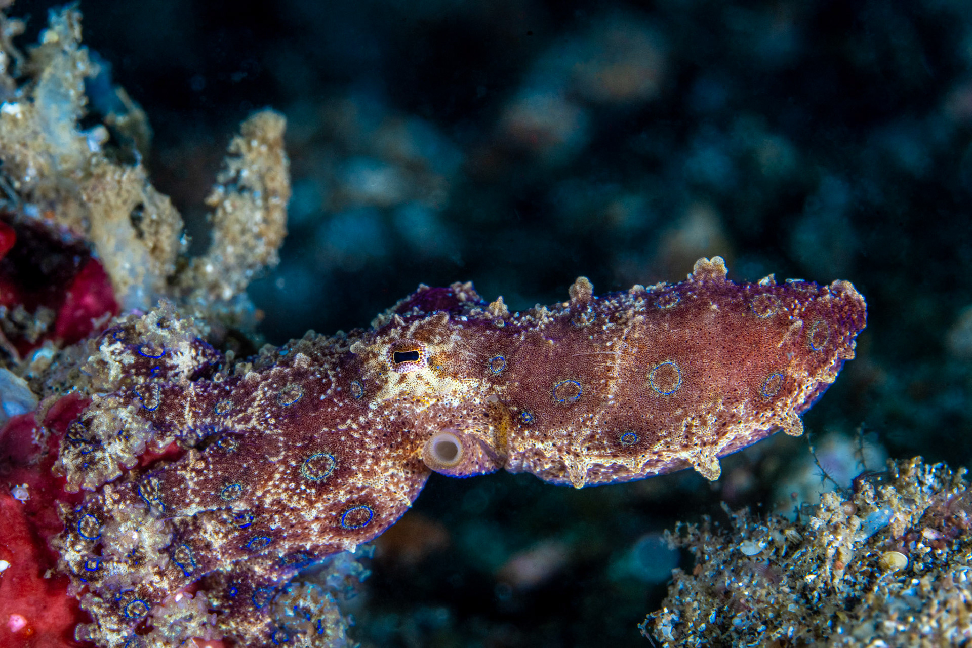 Blue Ringed Octopus