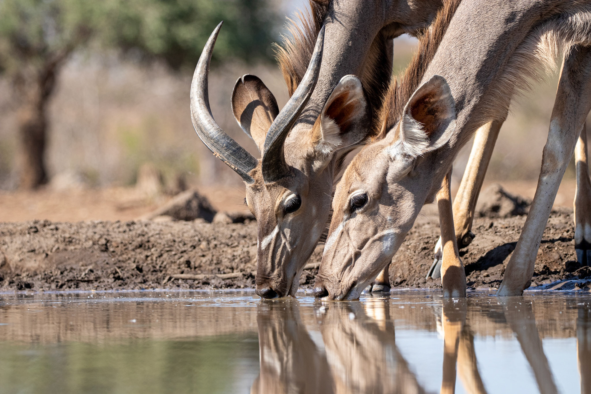 Greater Kudu