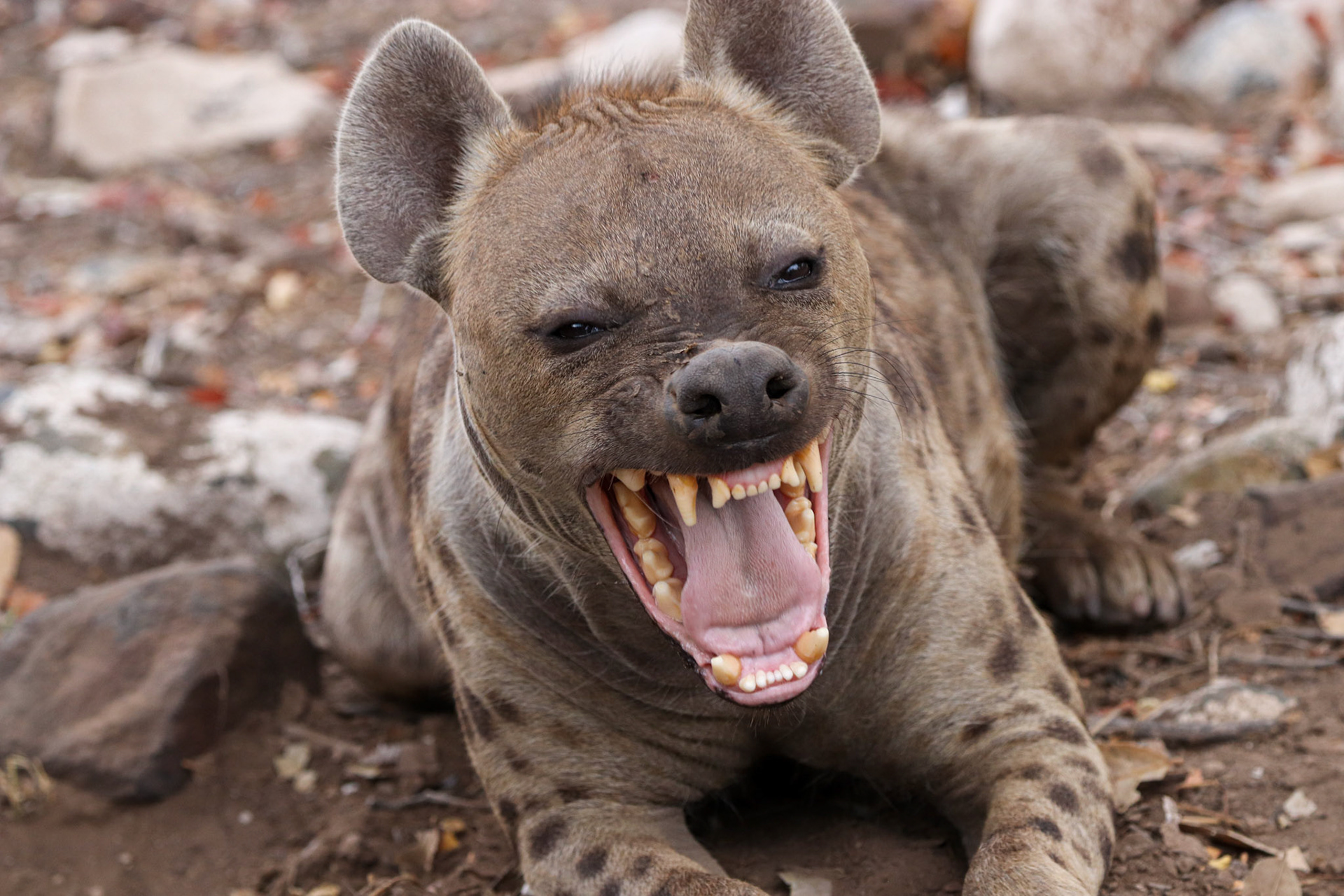 Hyena
