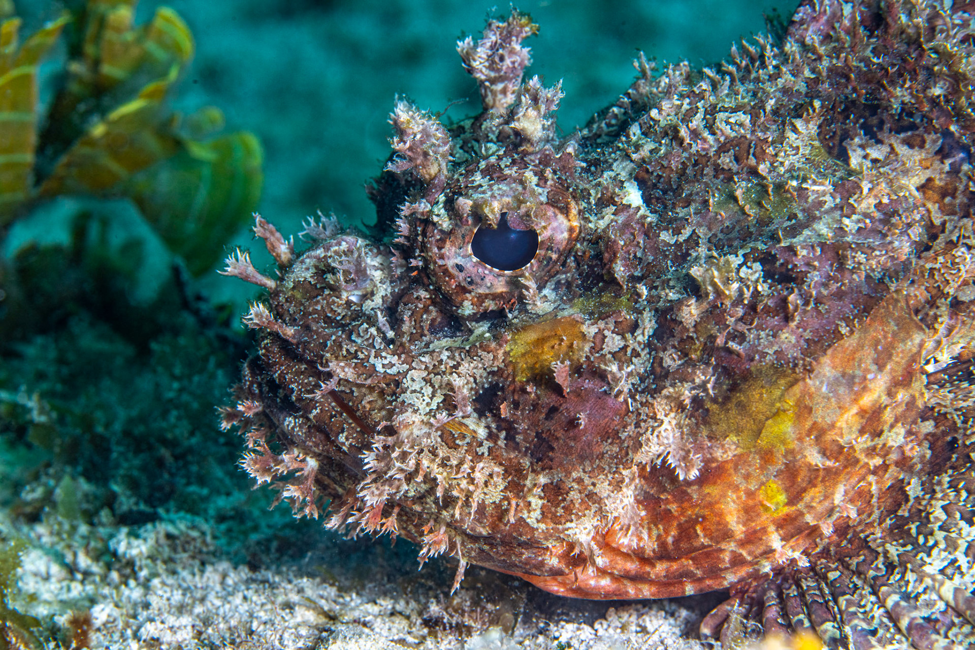 Scorpionfish