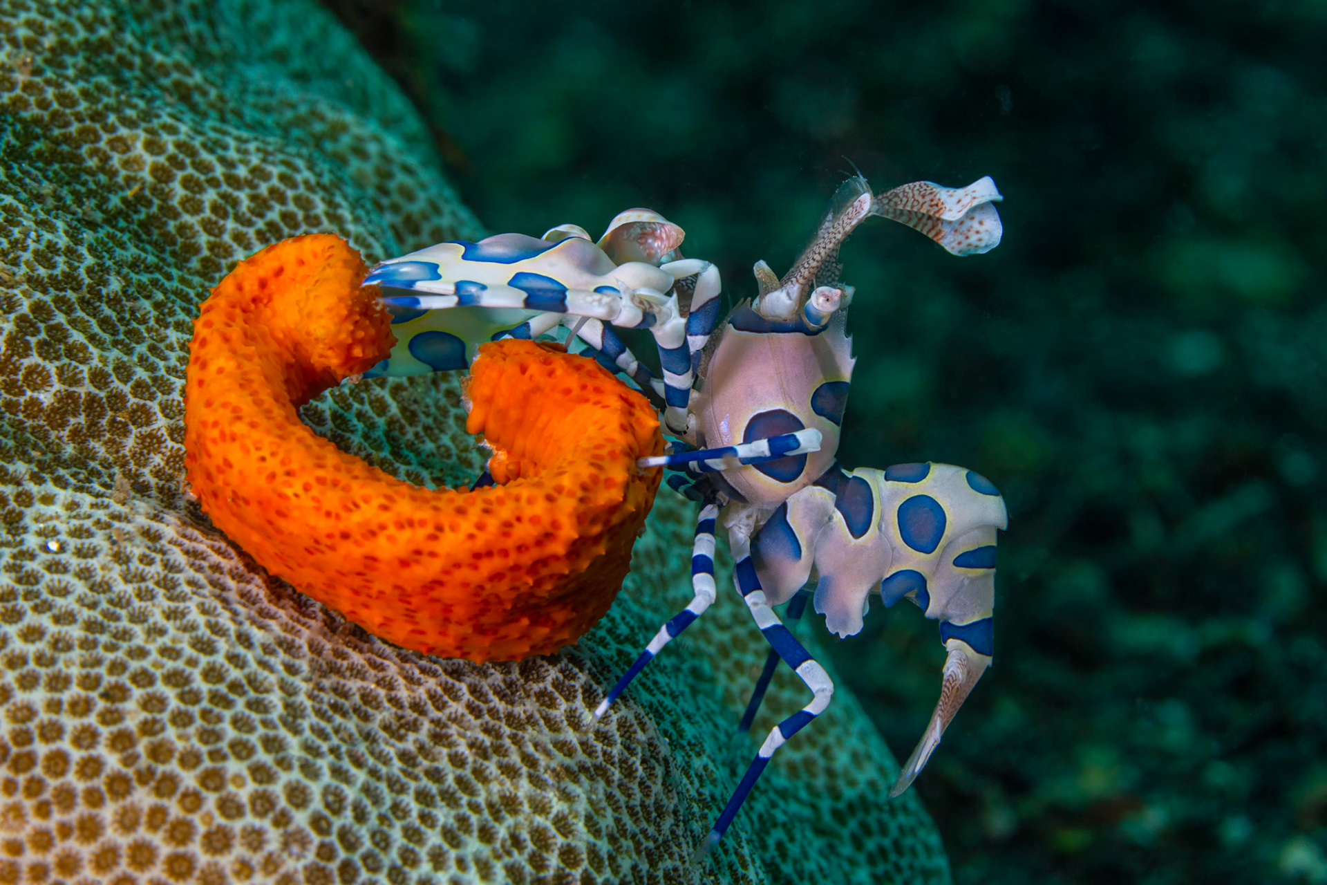 Harlequin Shrimp feasting on starfish arm