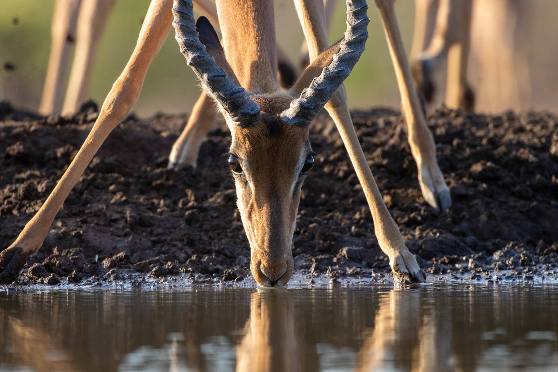Impala