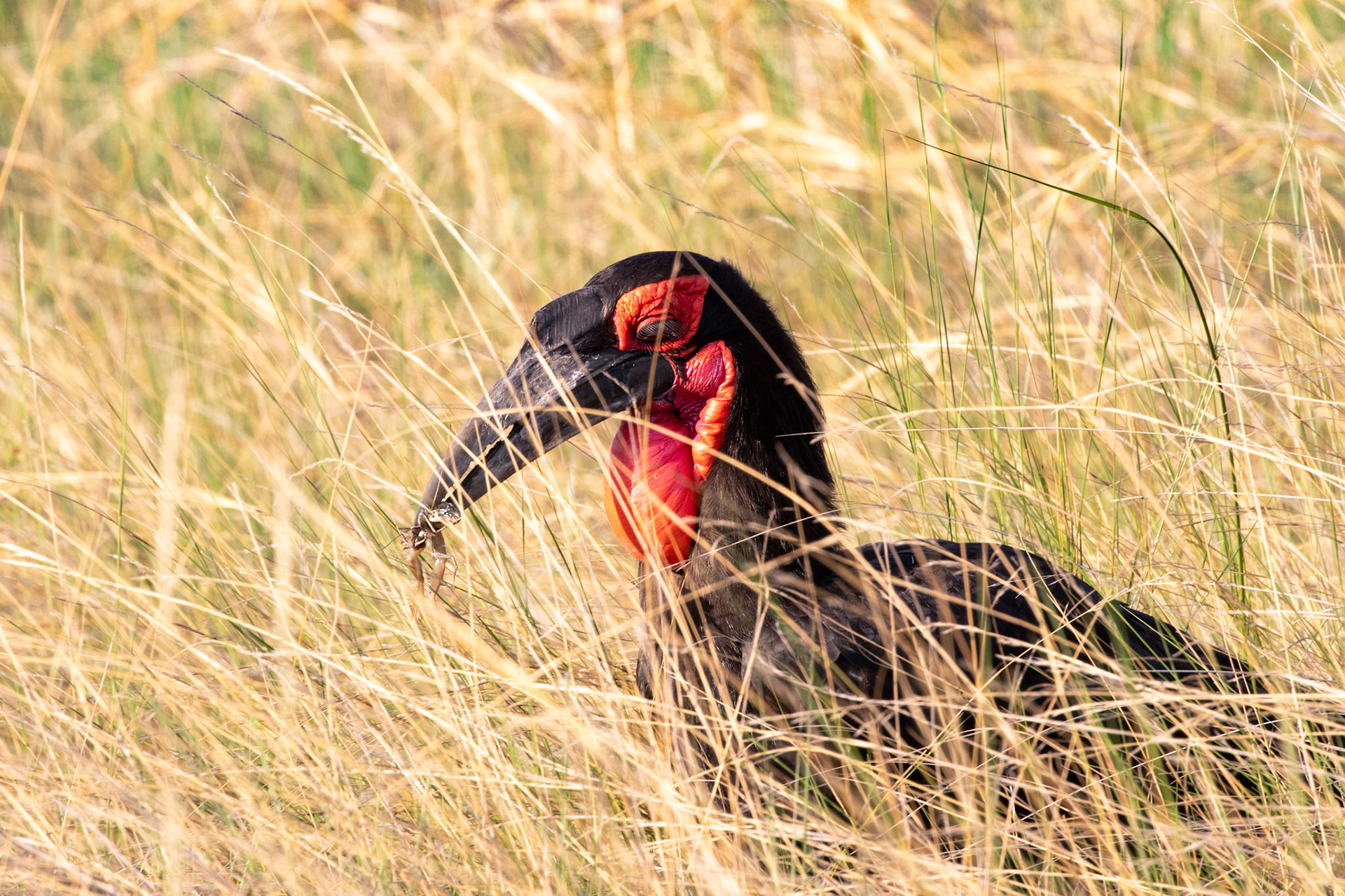 Southern Ground Hornbill with frog