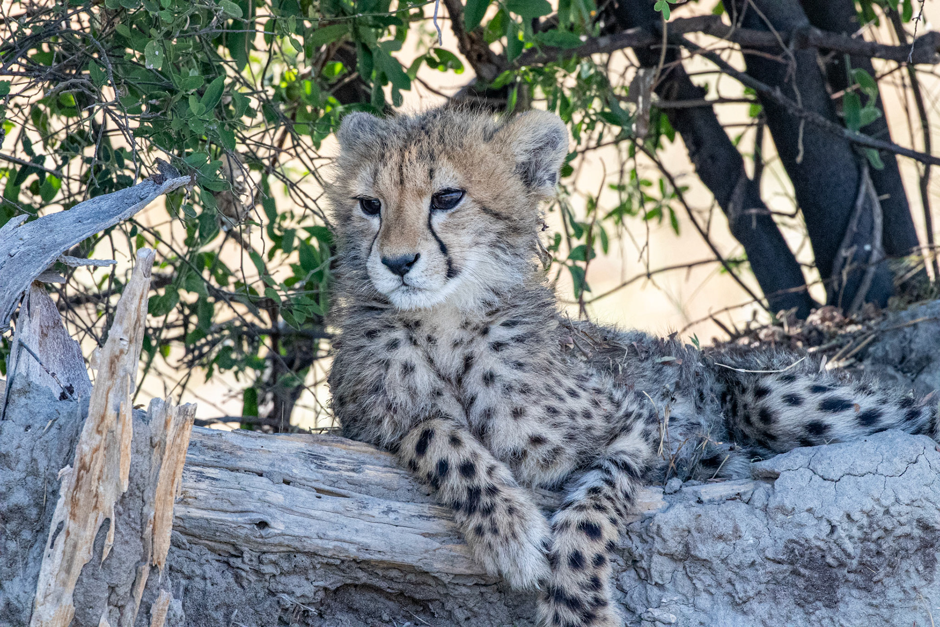 Cheetah cub