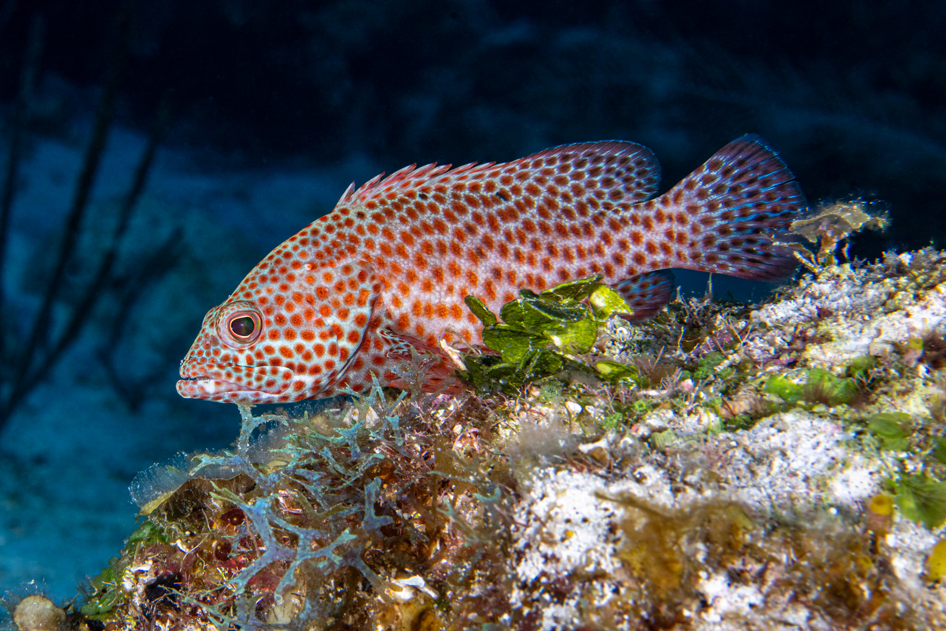 Grouper