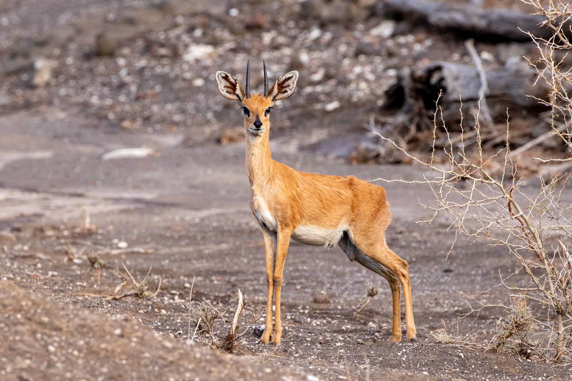 Steenbok
