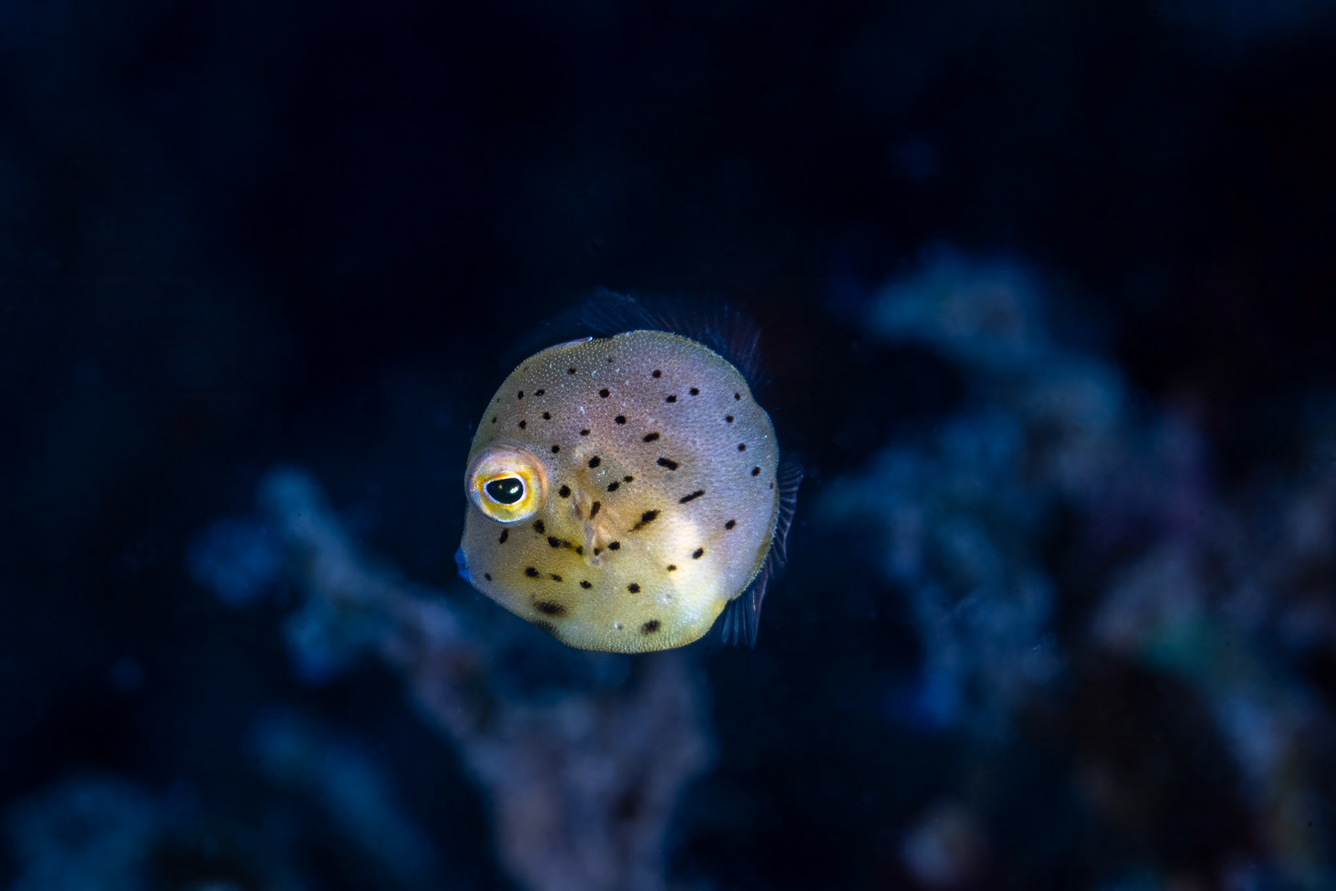 Juvenile Yellow Boxfish