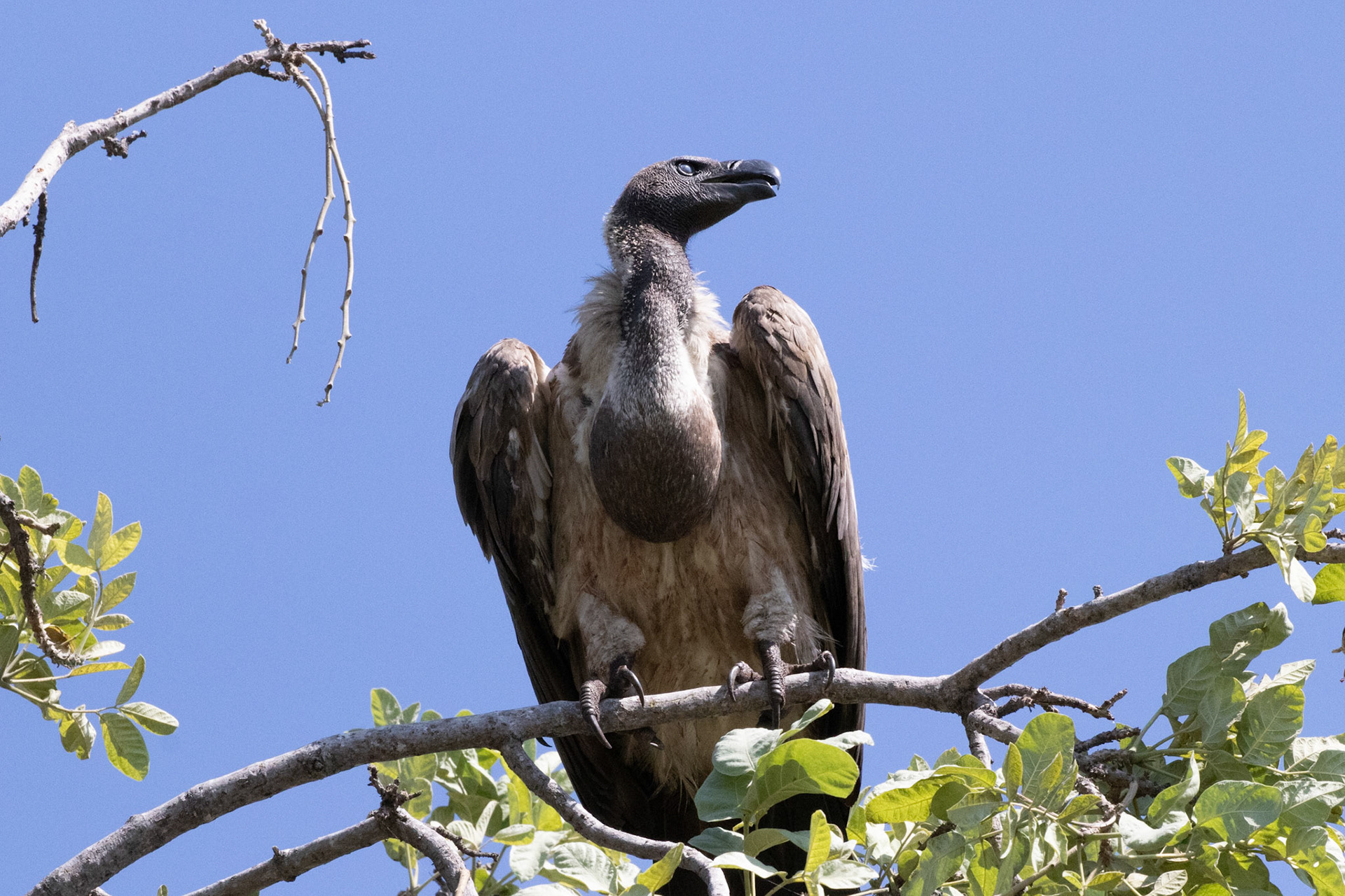 White Backed Vulture