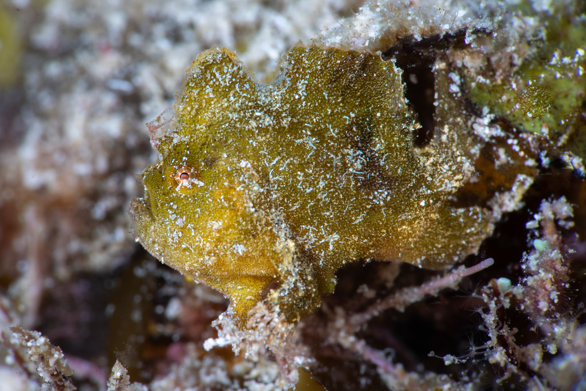 Frog fish