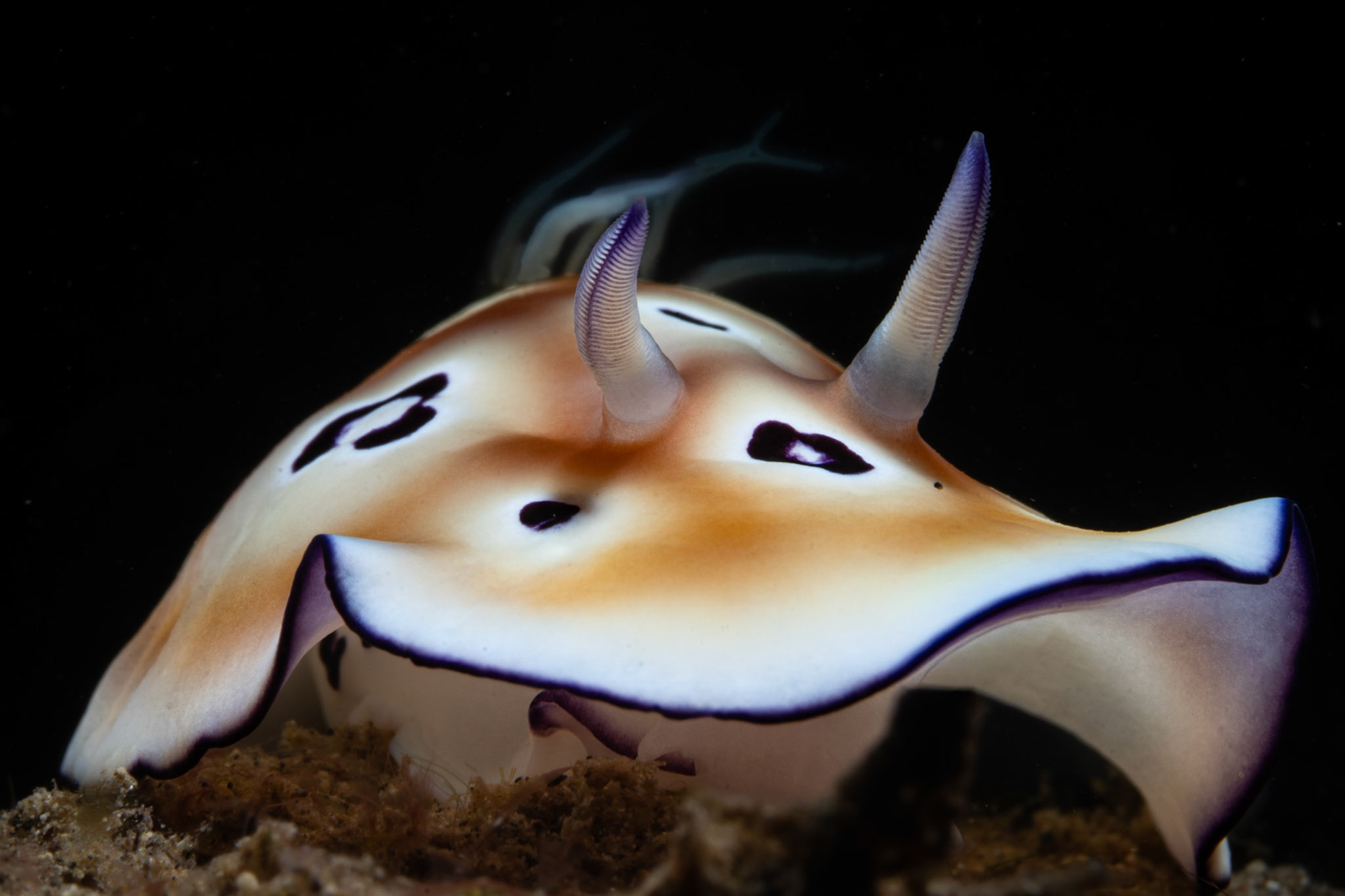 Nudibranch - Goniobranchus leopardus