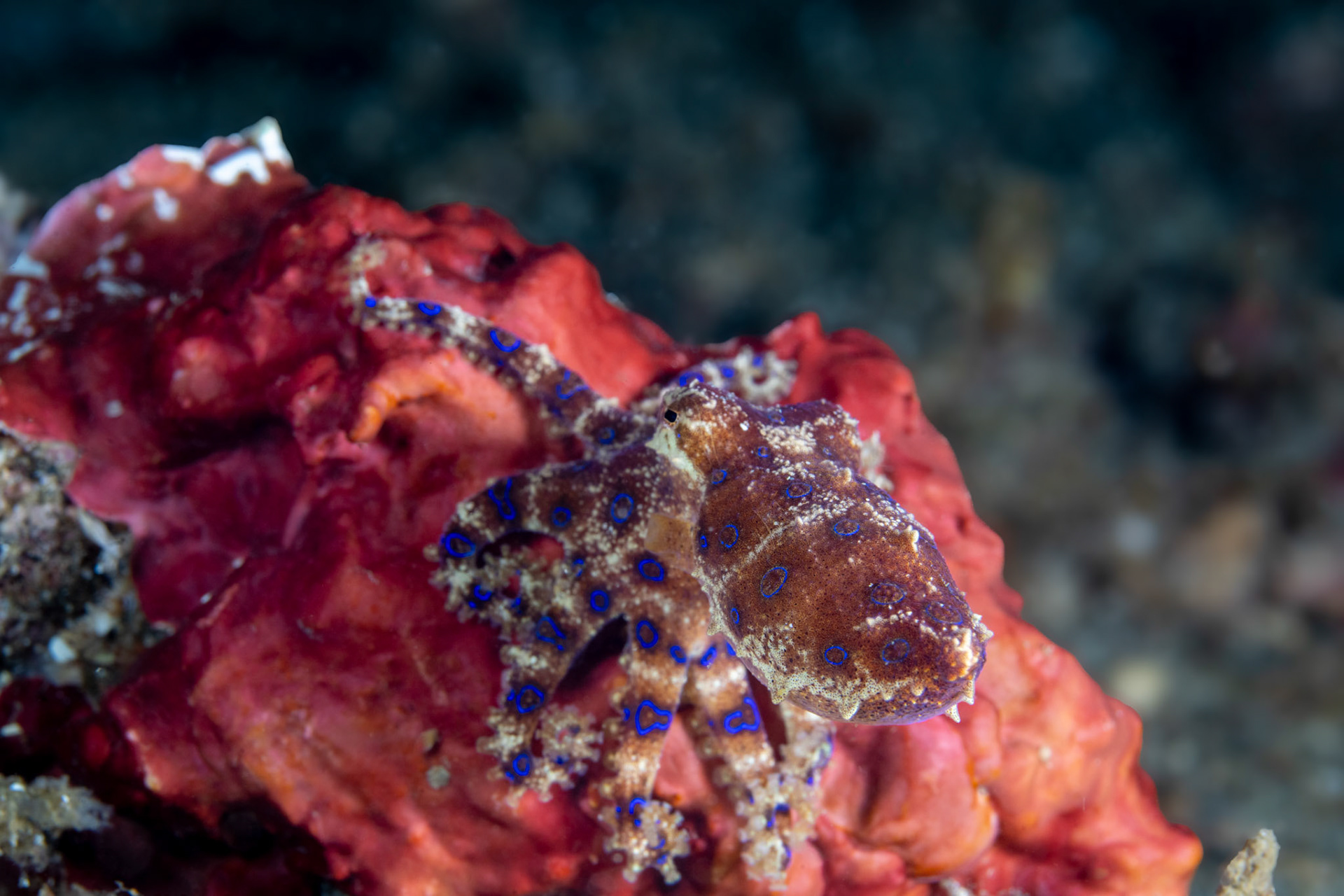 Blue Ringed Octopus
