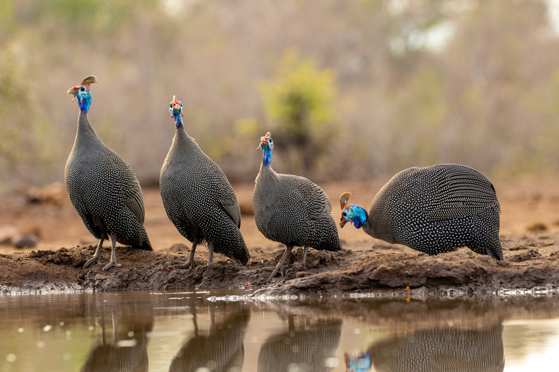 Helmeted Guinea Fowl