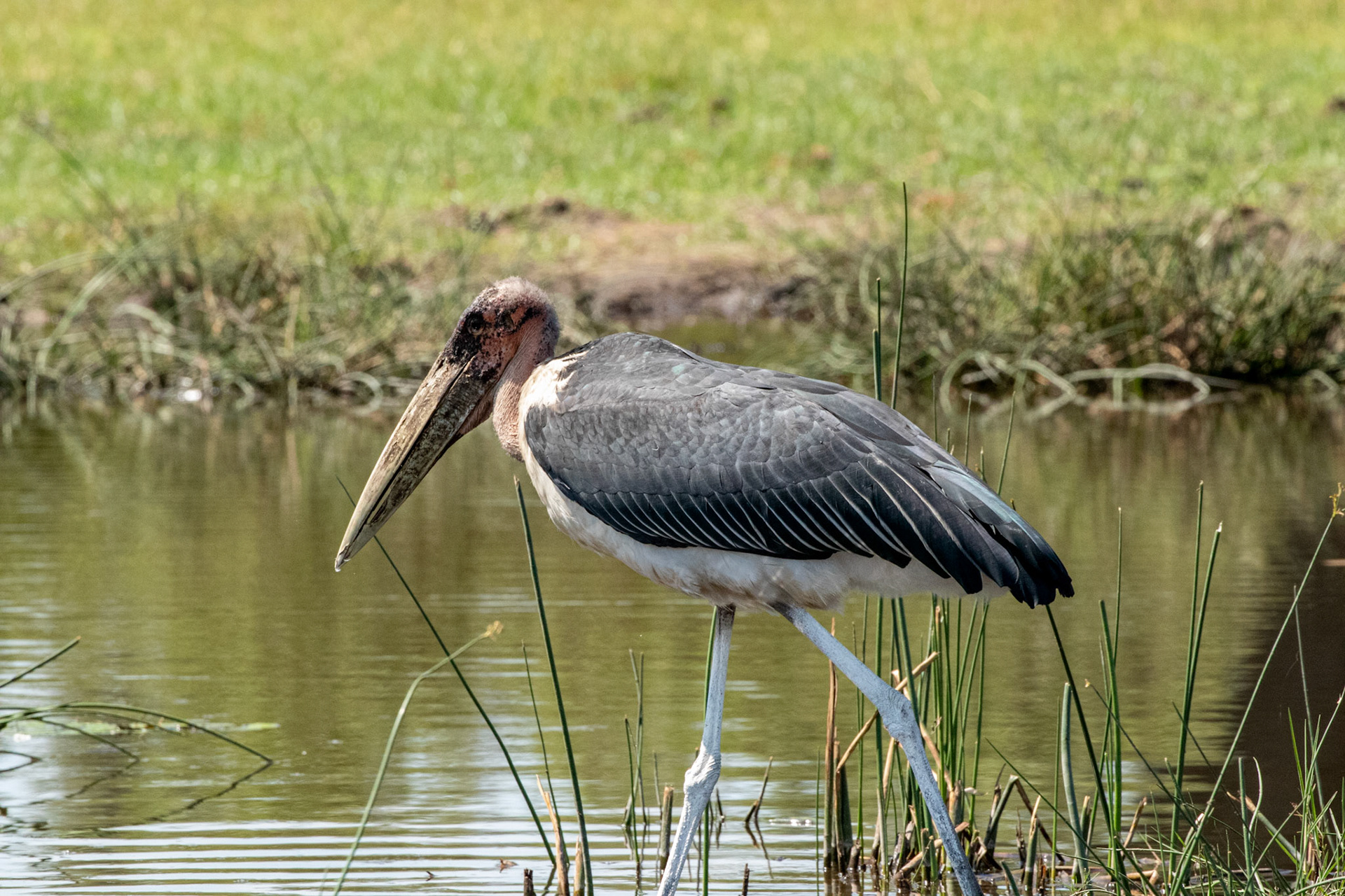 Marabou Stork