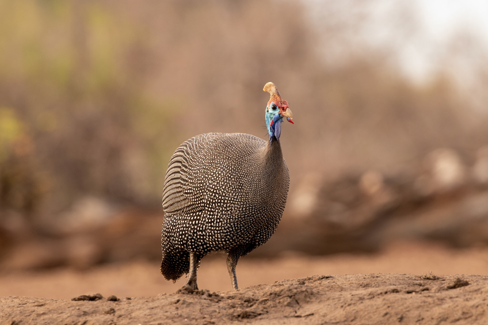 Helmeted Guinea Fowl