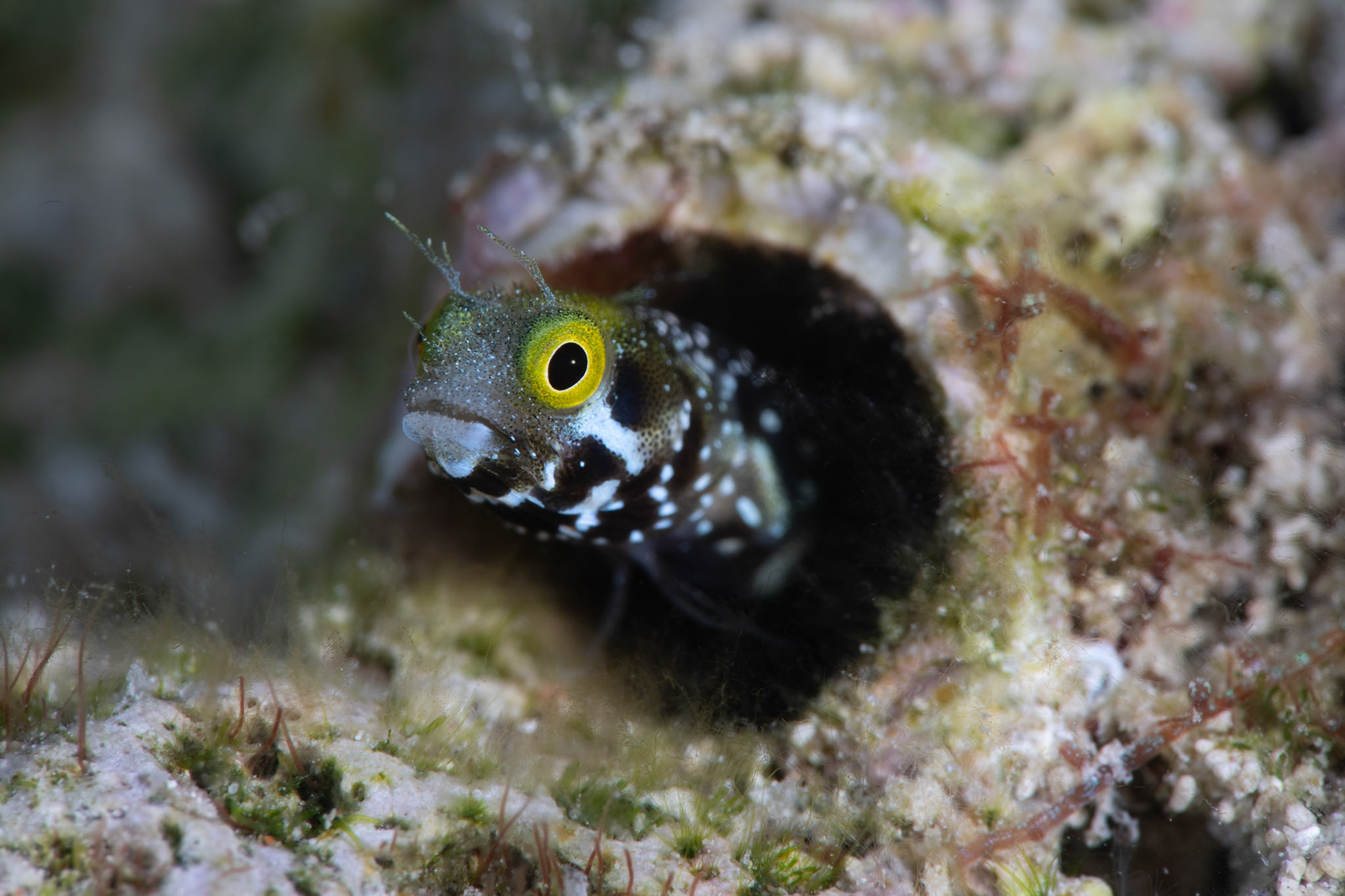 Blenny