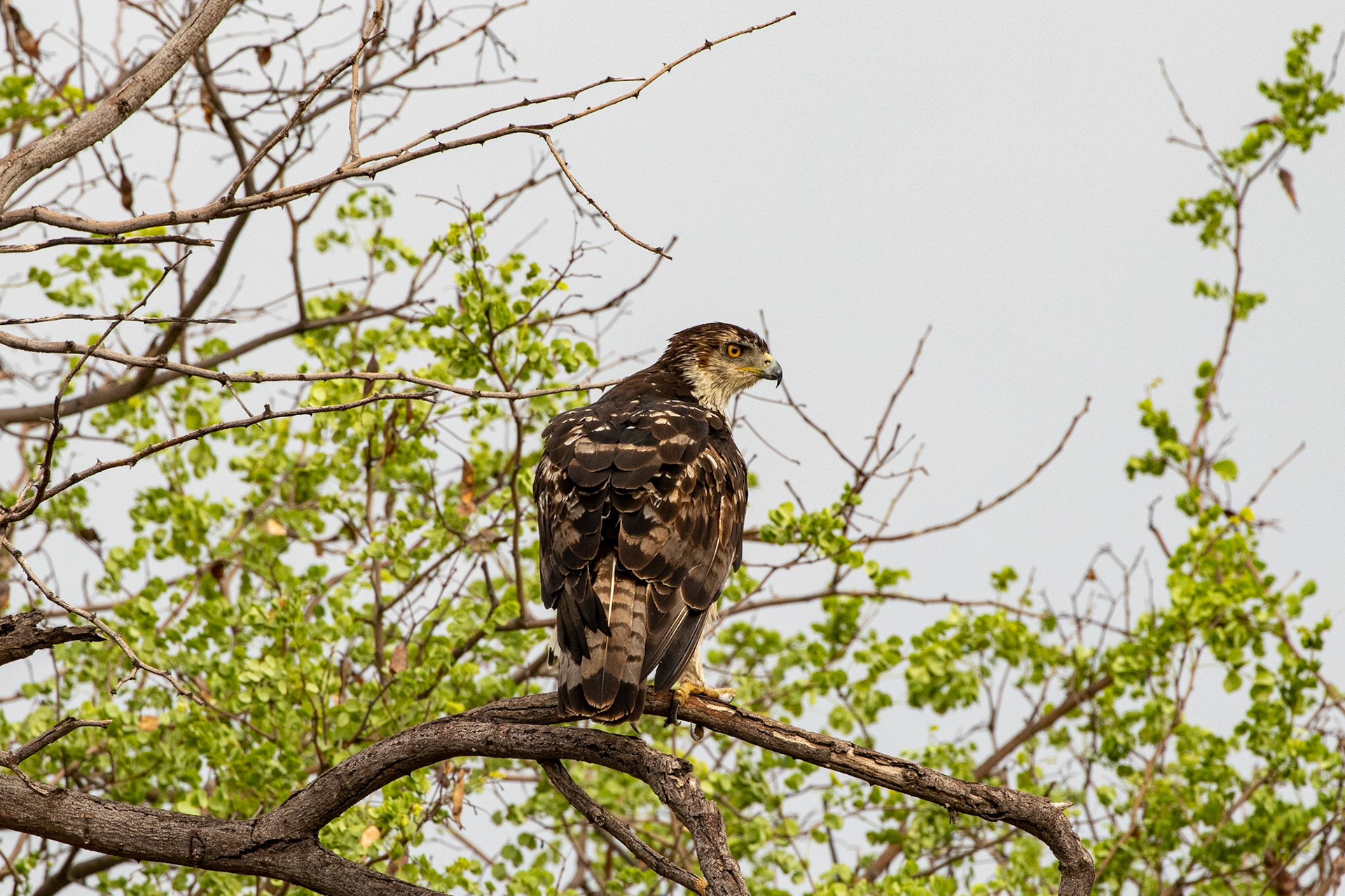 Tawny Eagle