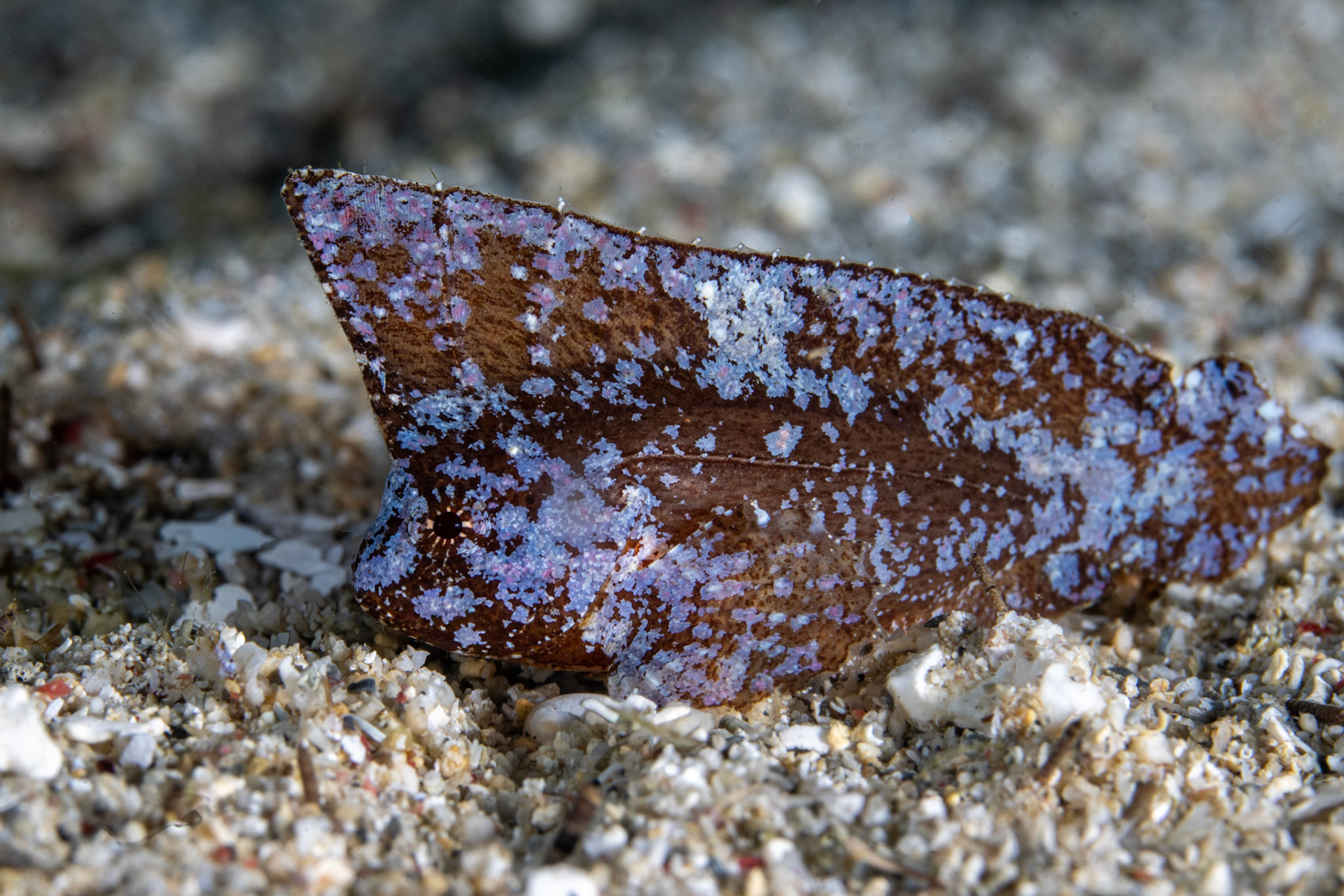 Cockatoo waspfish
