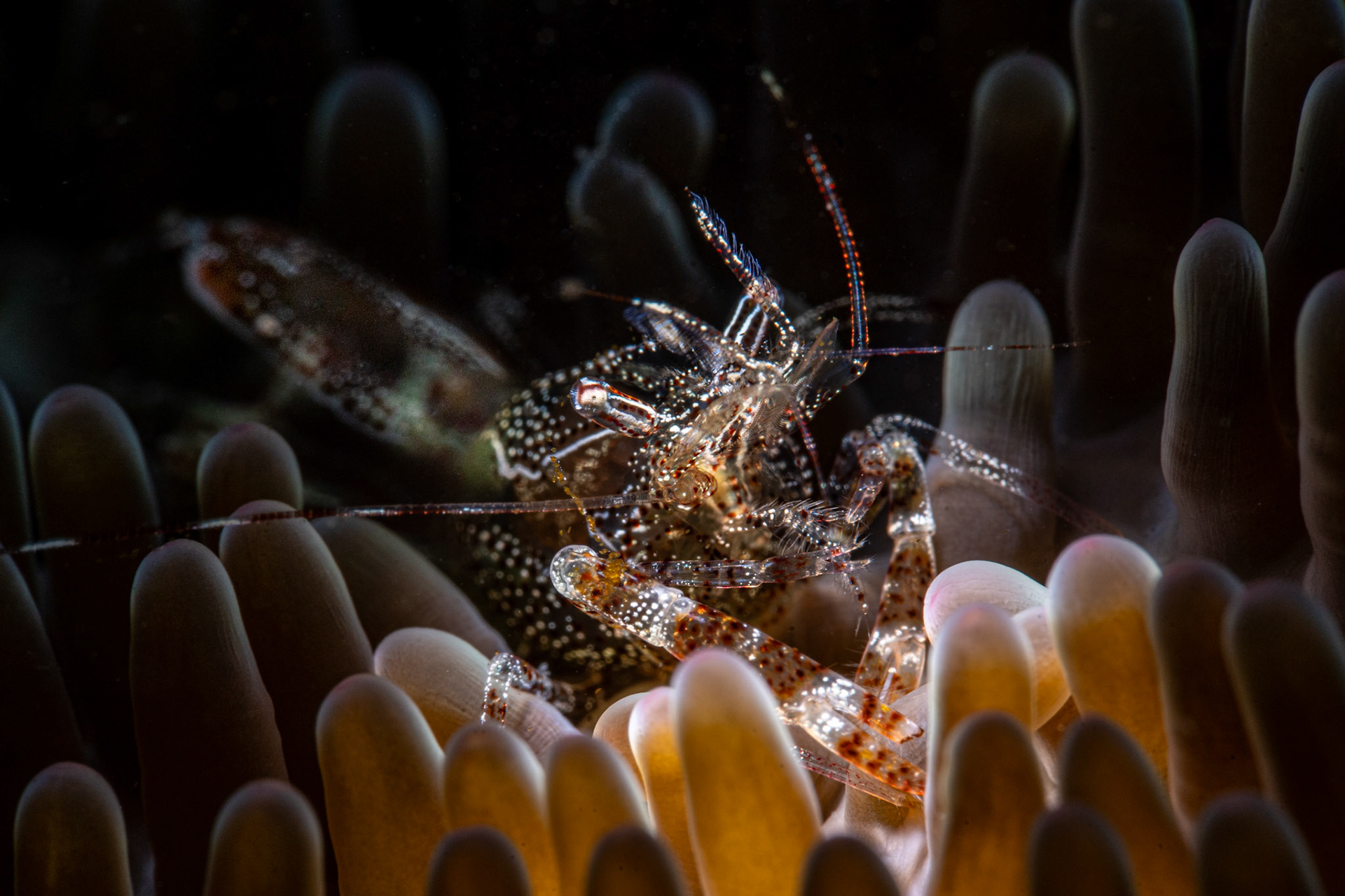 Shrimp on sun anemone