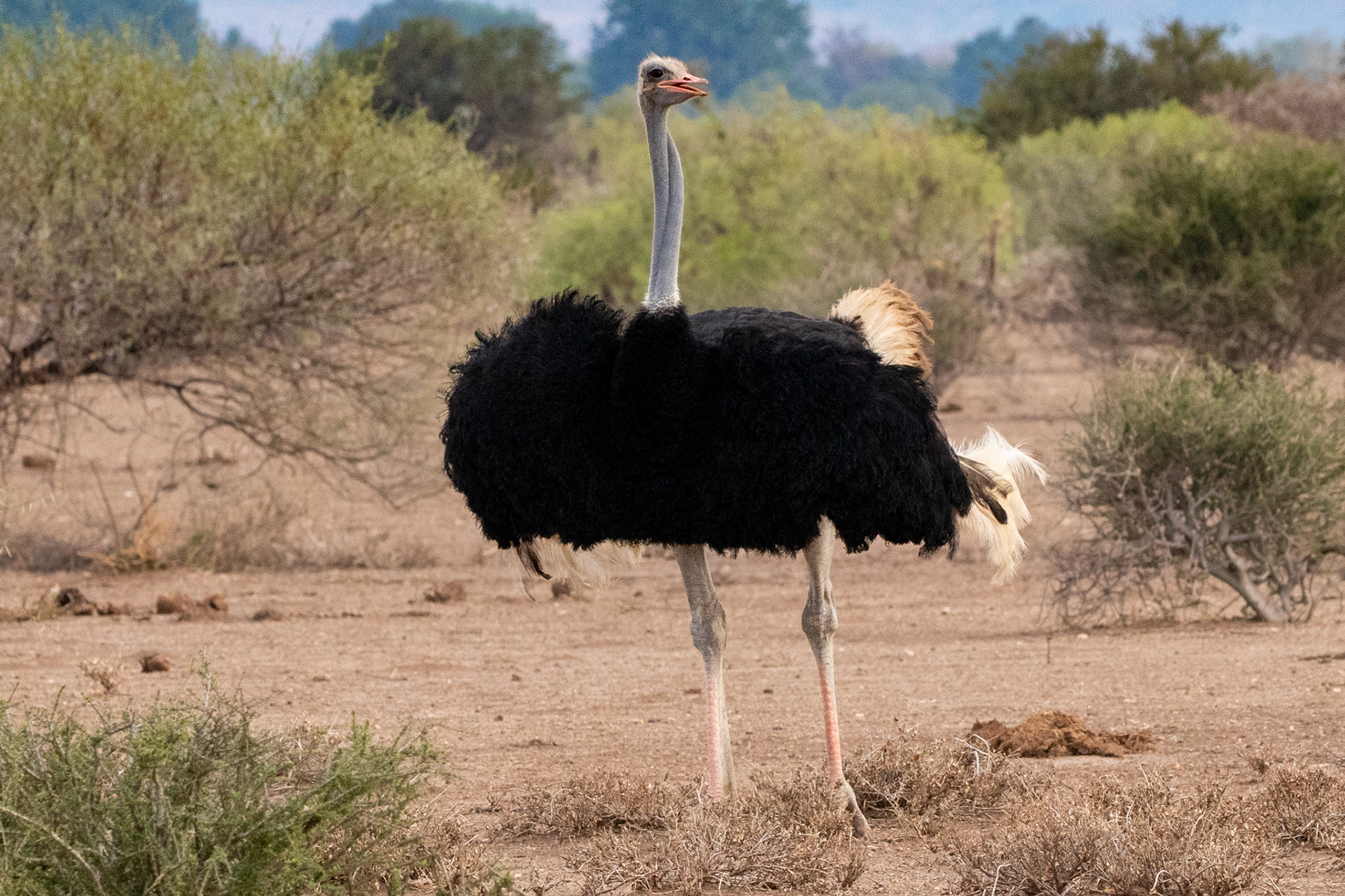 Ostrich