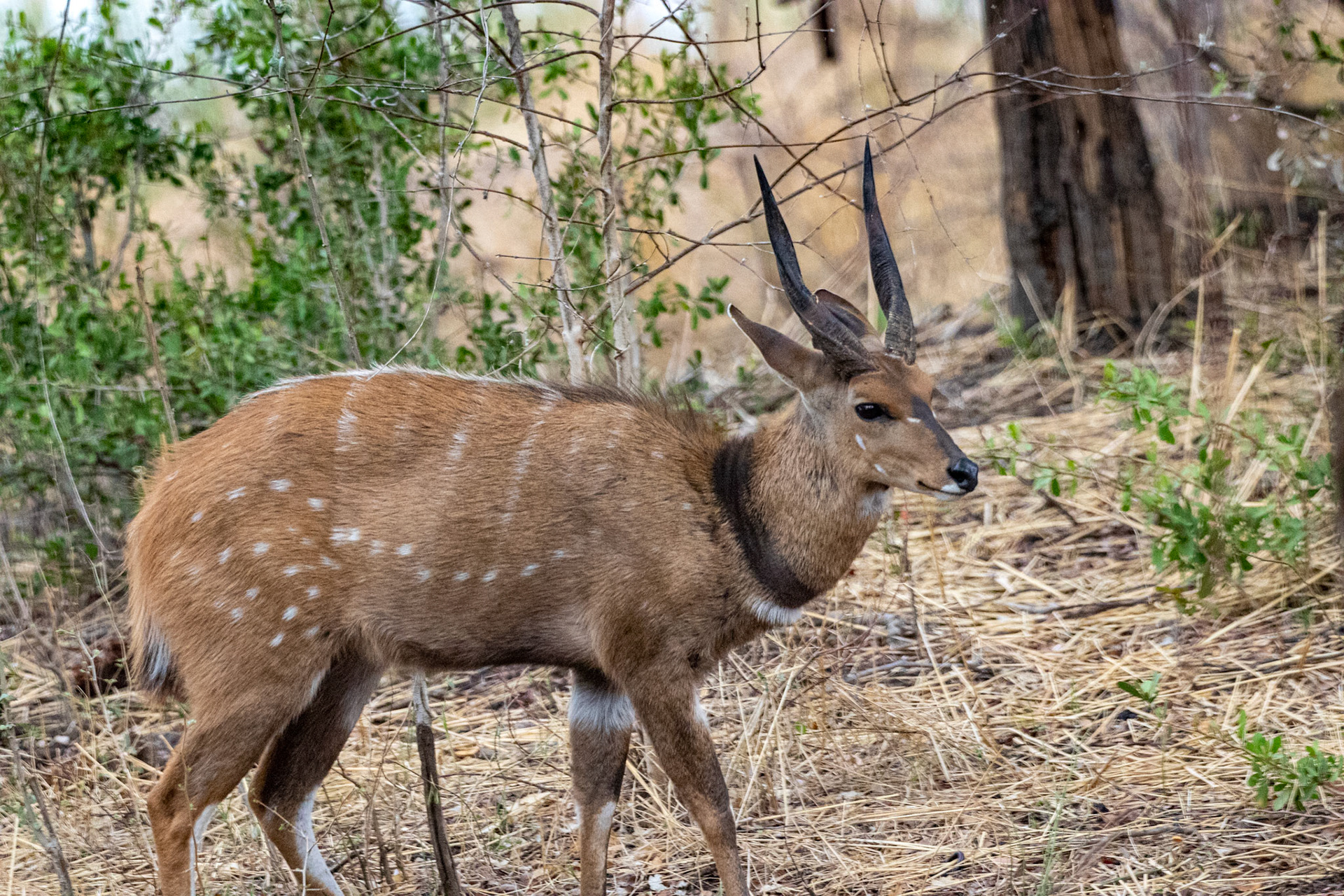 Bushbuck