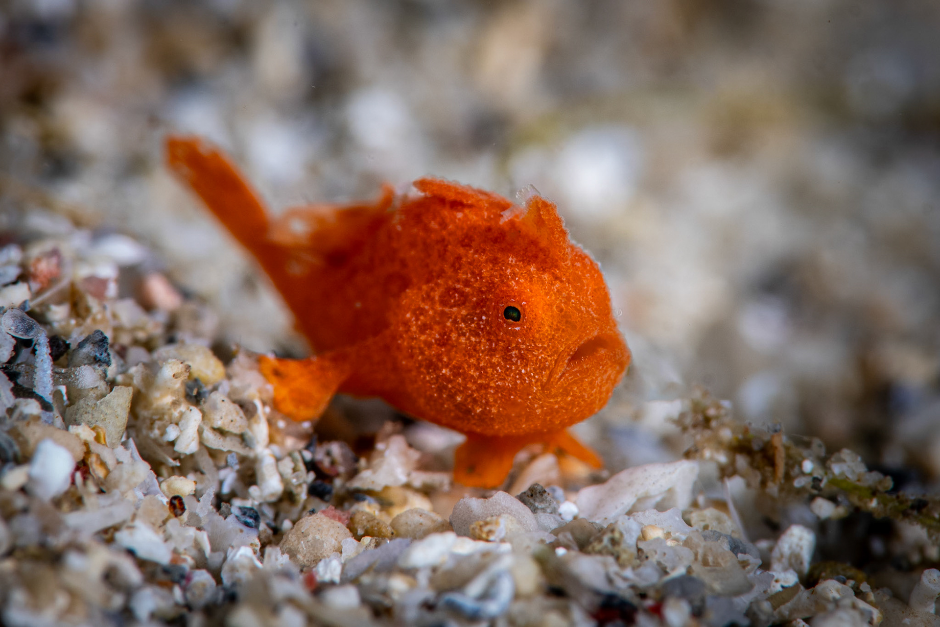 Juvenile Orange Painted Frogfish